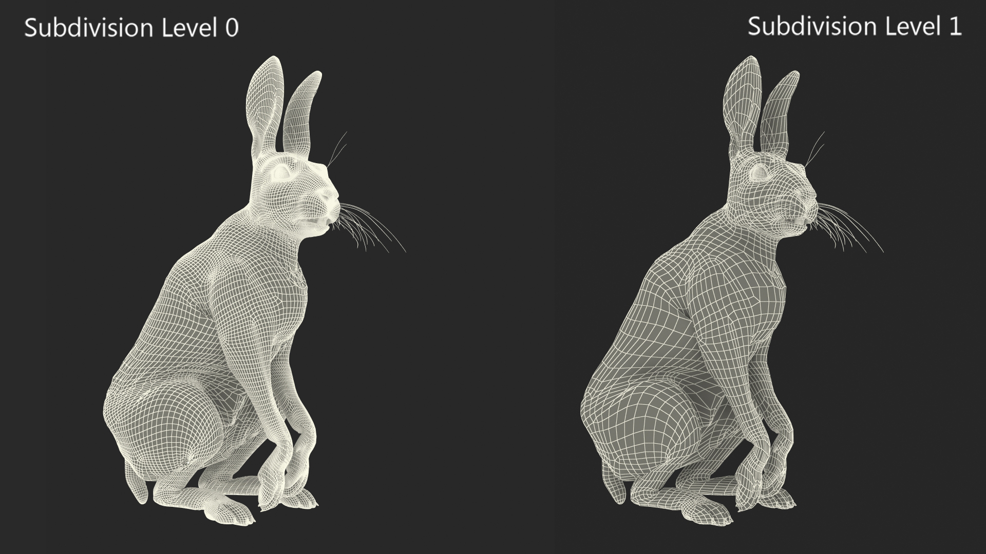 3D Hare  Animated Rigged