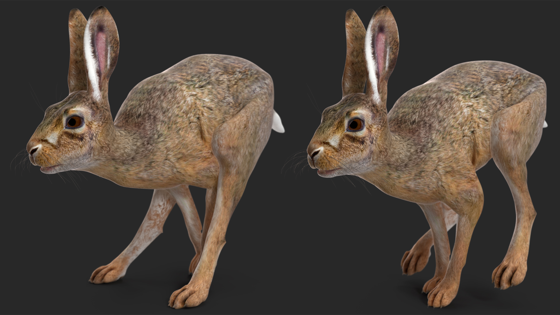 3D Hare  Animated Rigged