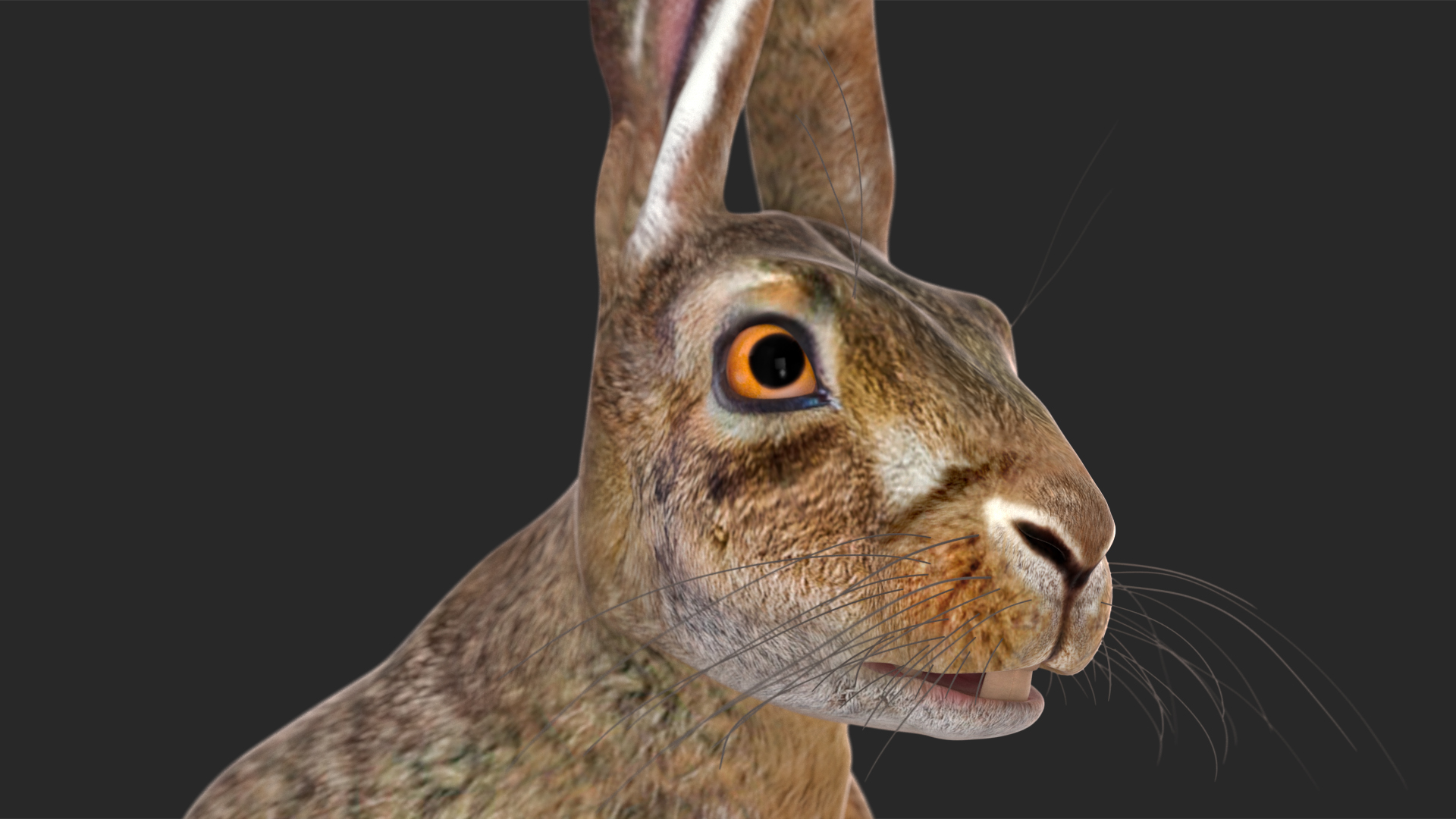 3D Hare  Animated Rigged