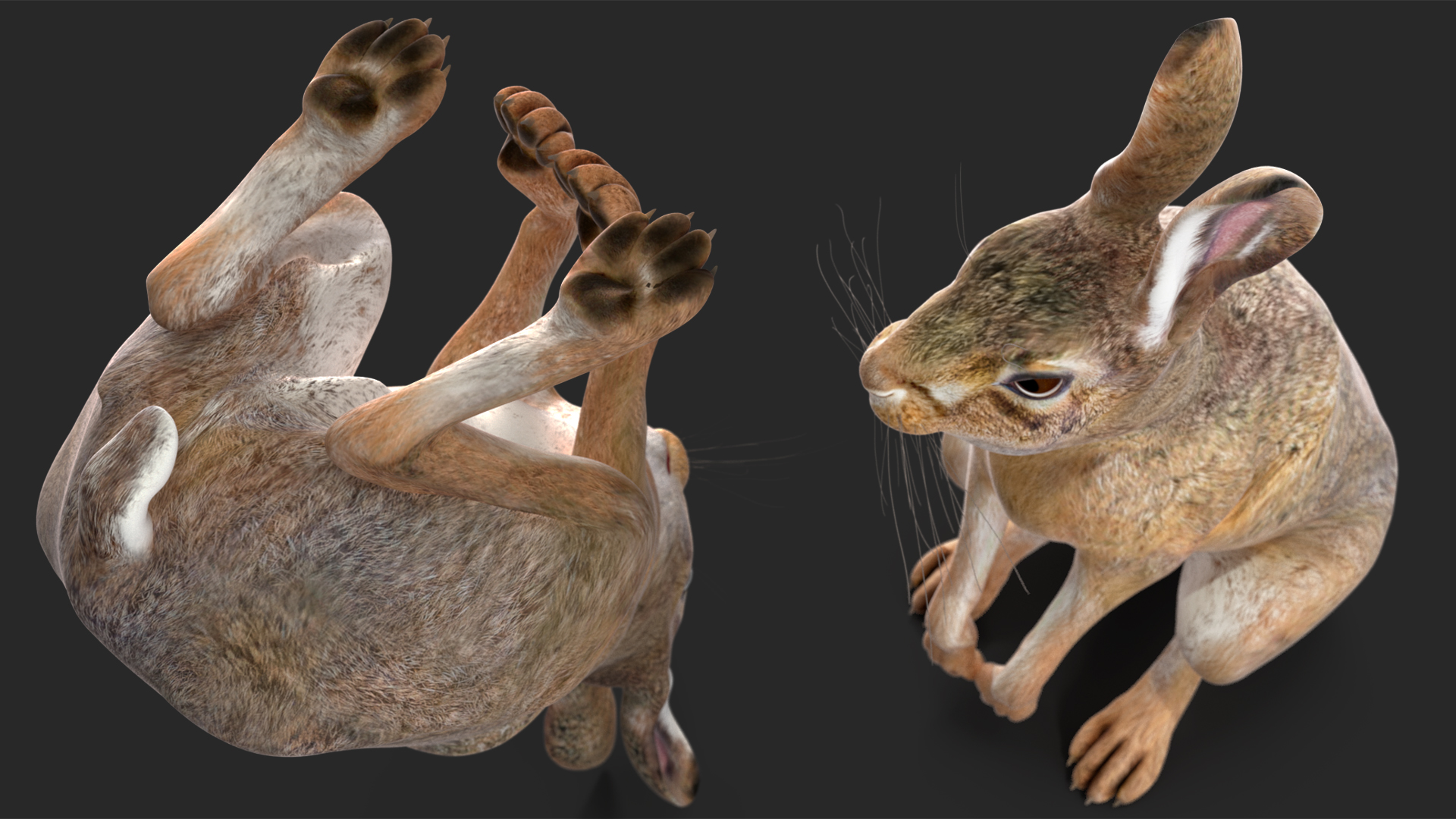 3D Hare  Animated Rigged