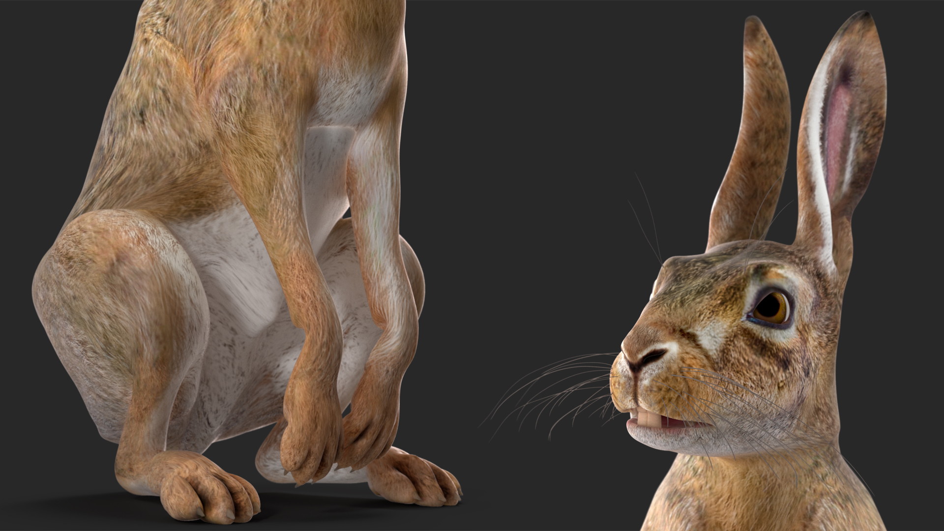 3D Hare  Animated Rigged
