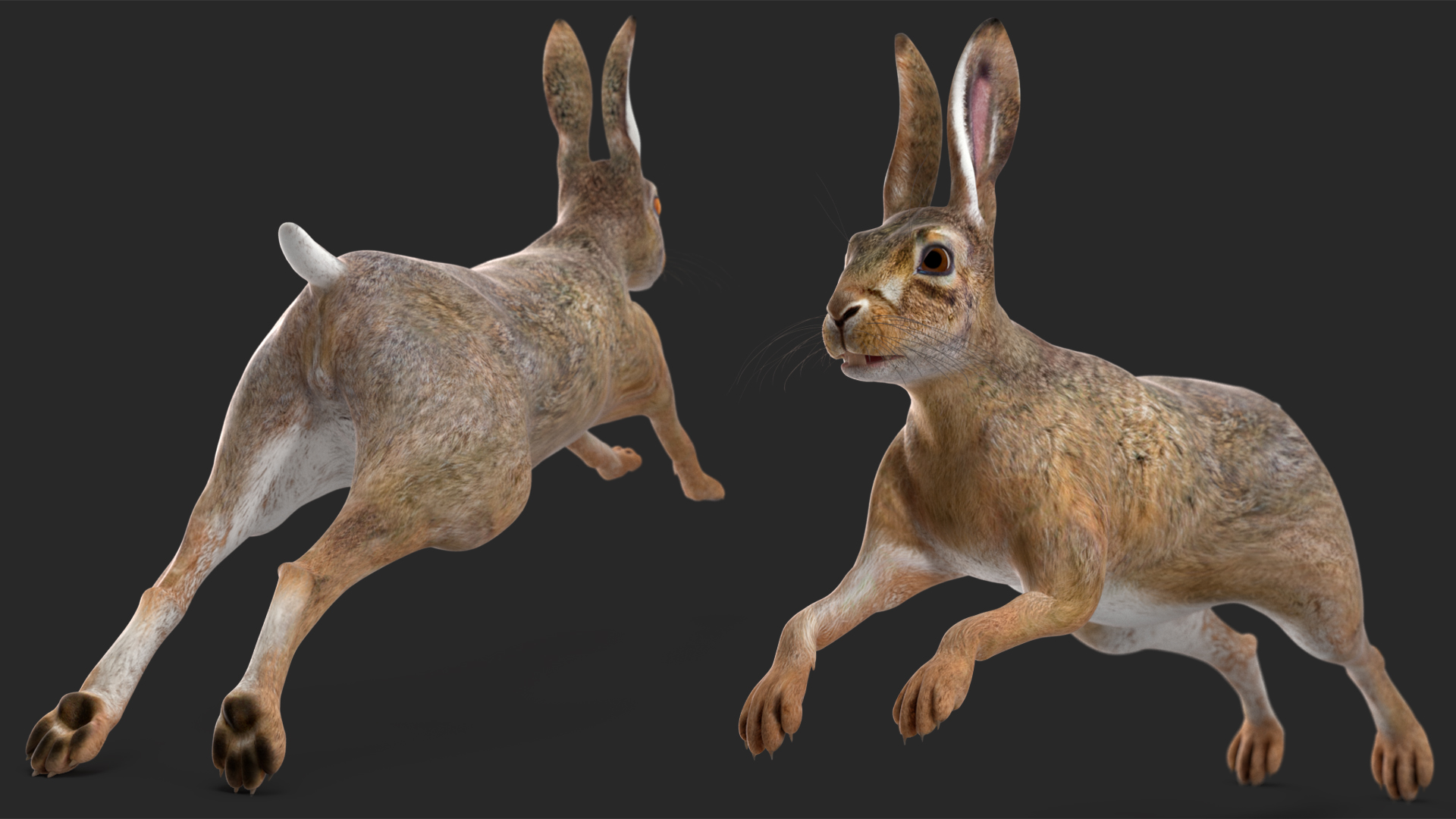 3D Hare  Animated Rigged