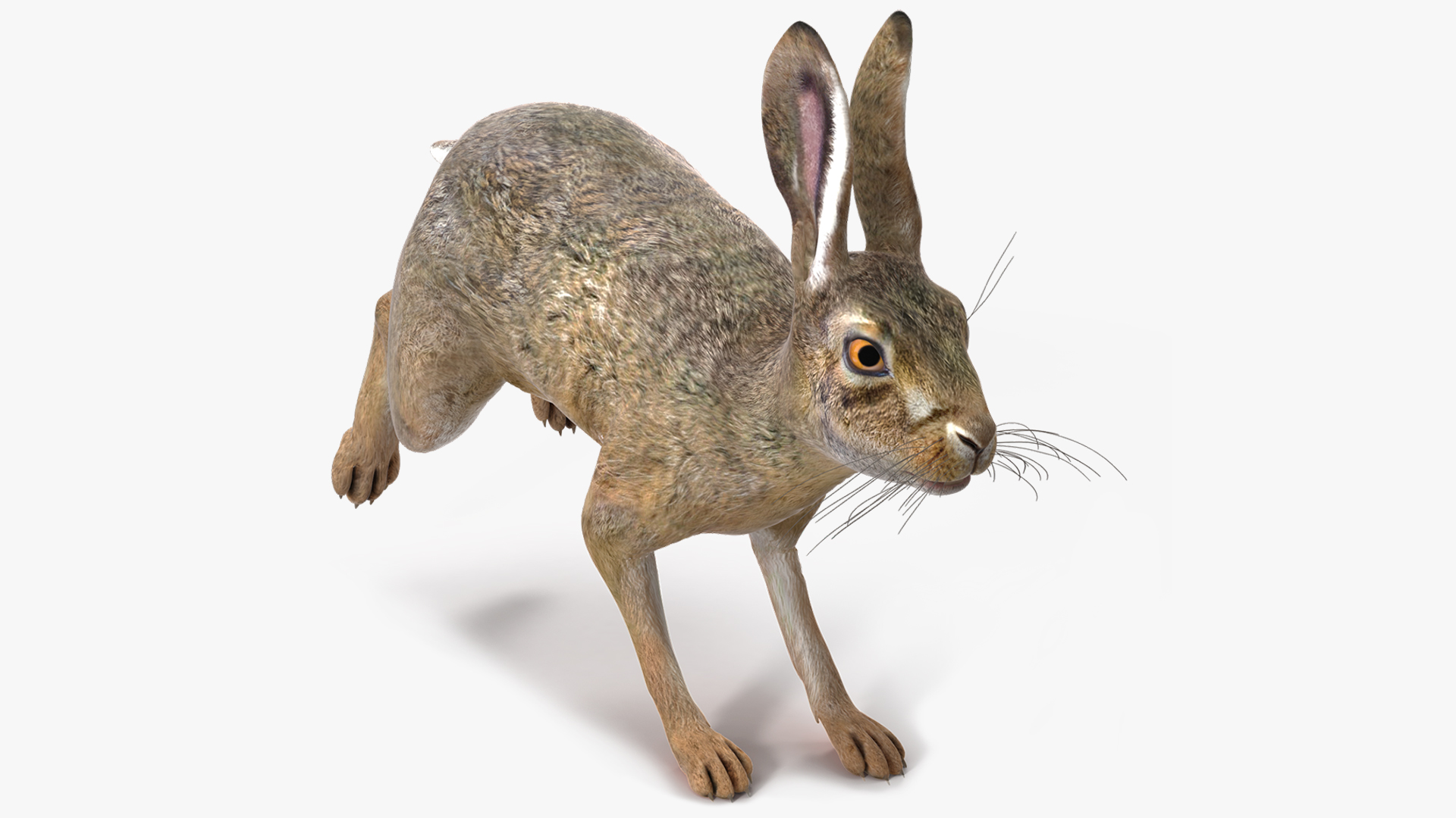 3D Hare  Animated Rigged