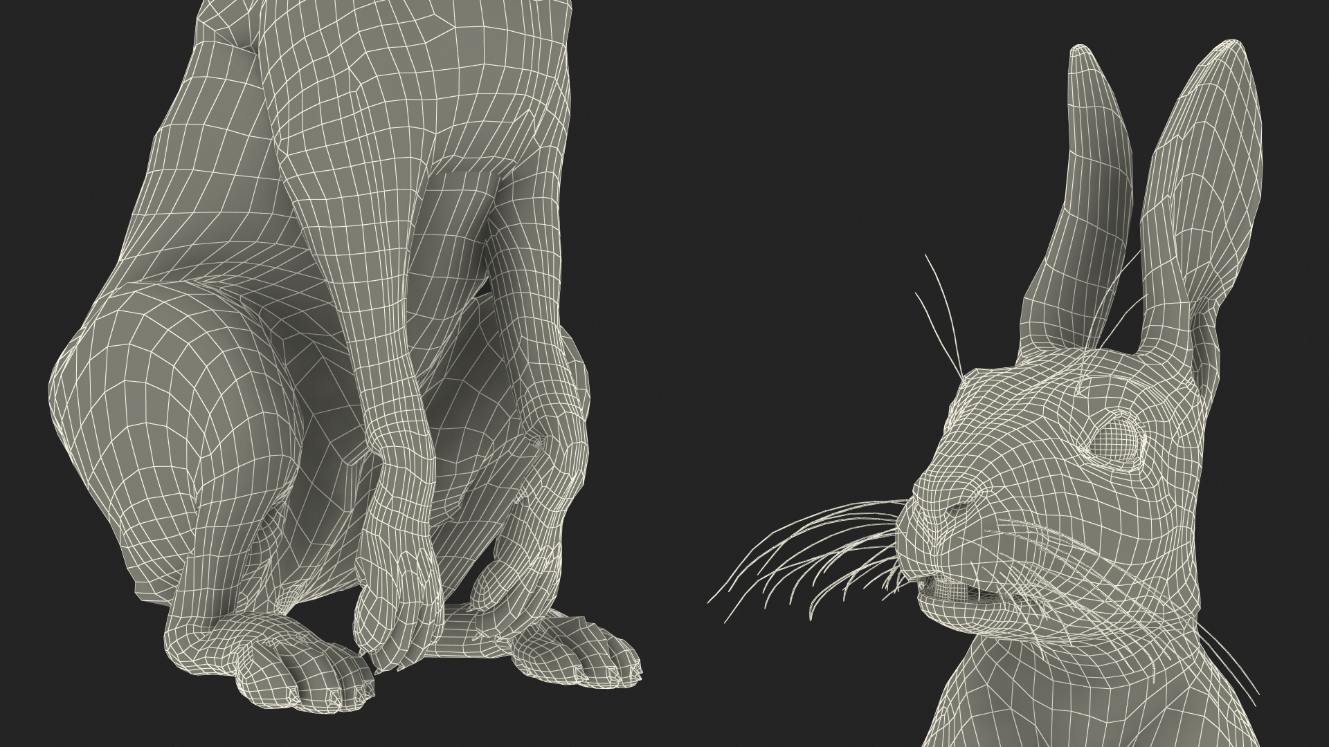 3D Hare  Animated Rigged
