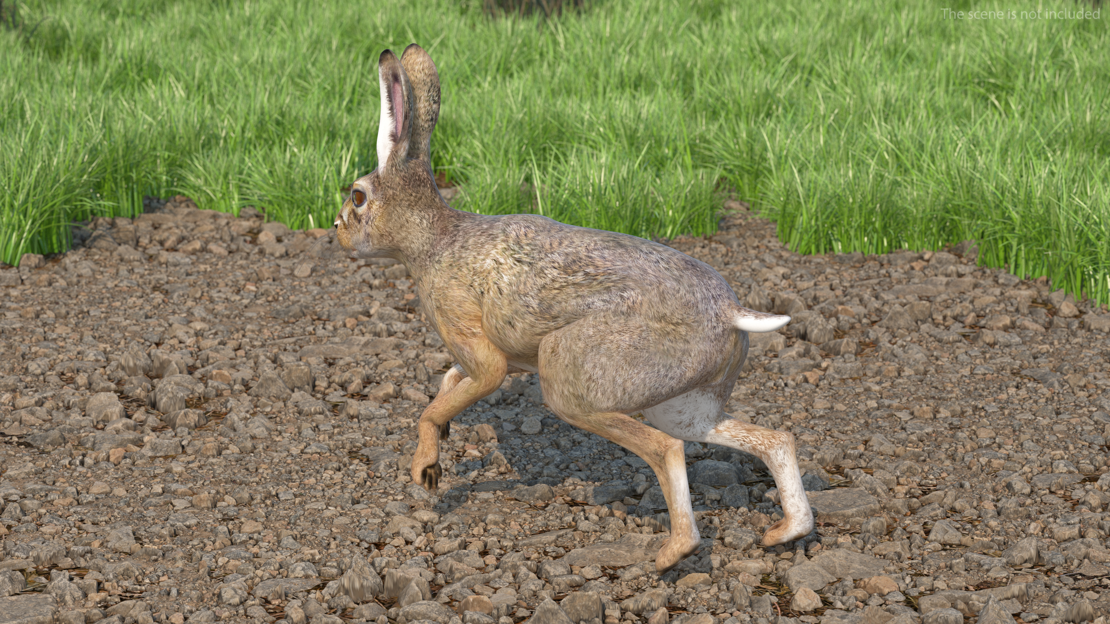 3D Hare  Animated Rigged