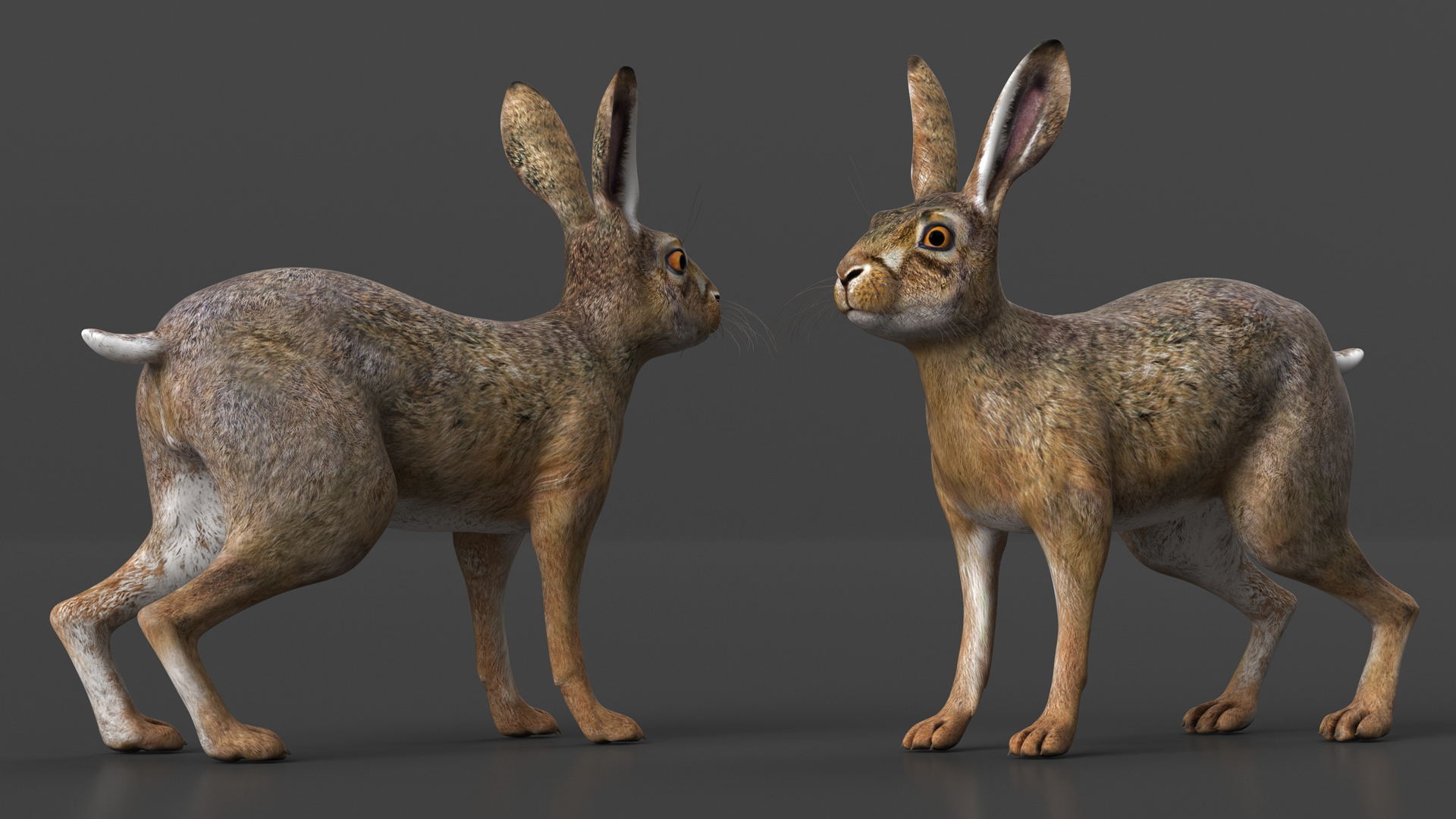3D Hare  Animated Rigged