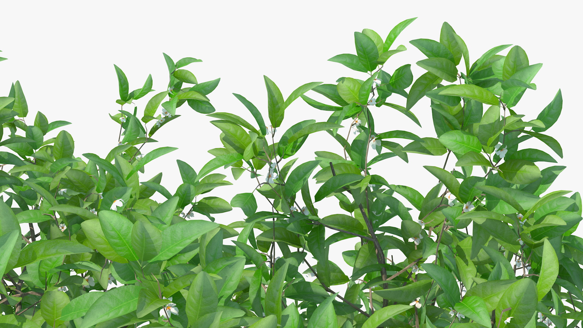 Orange Tree with Flowers 3D model
