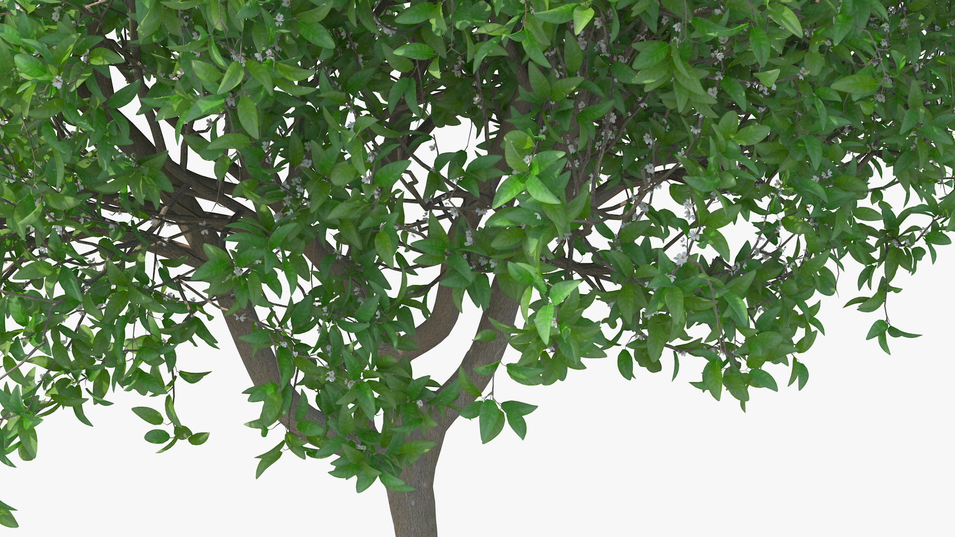Orange Tree with Flowers 3D model
