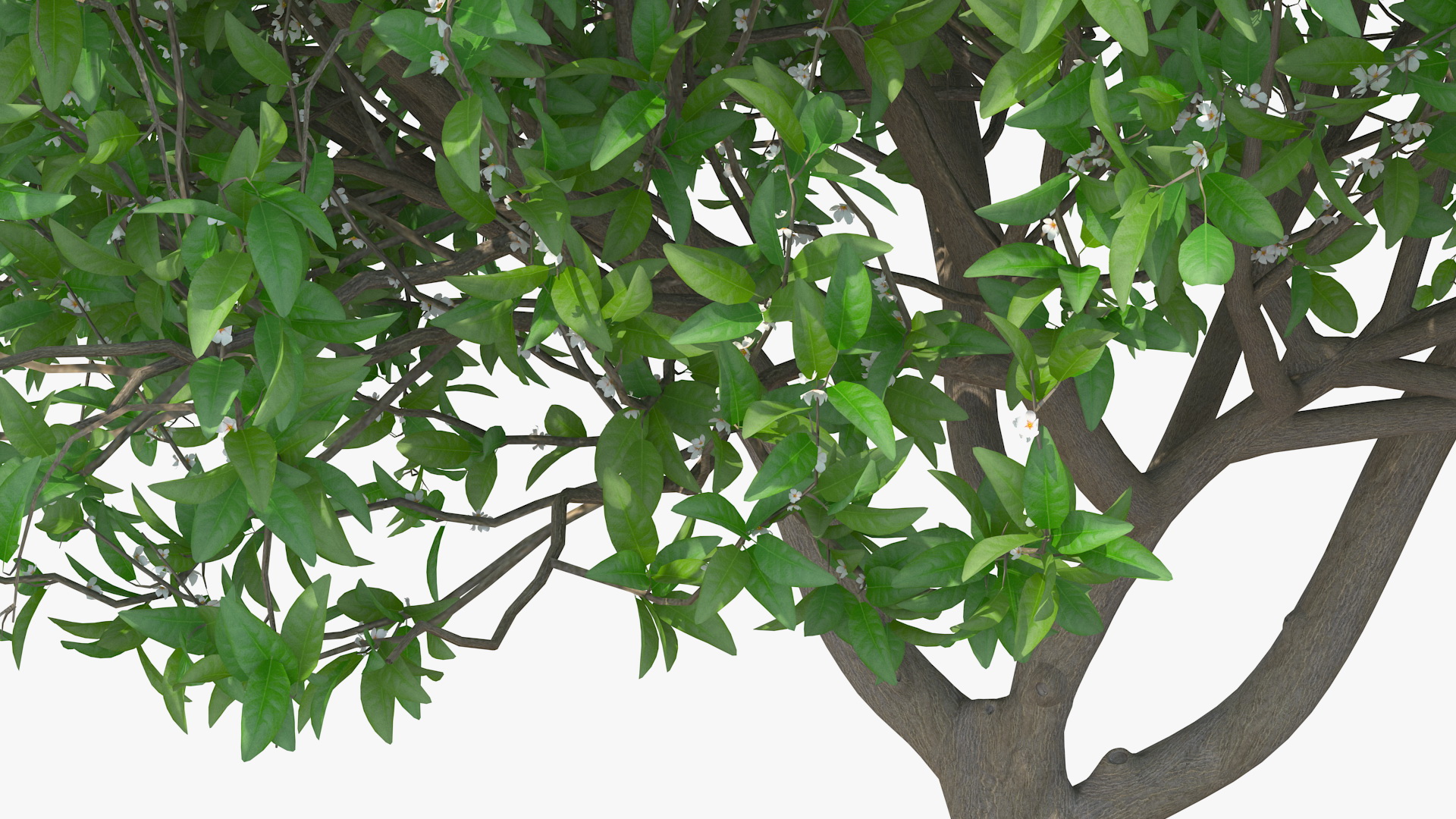 Orange Tree with Flowers 3D model