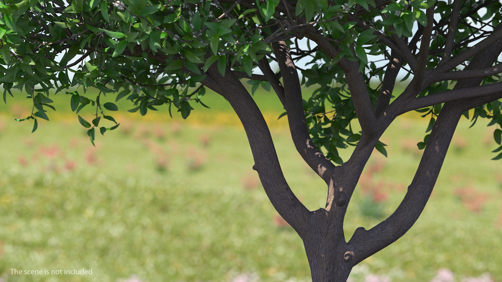 Orange Tree with Flowers 3D model