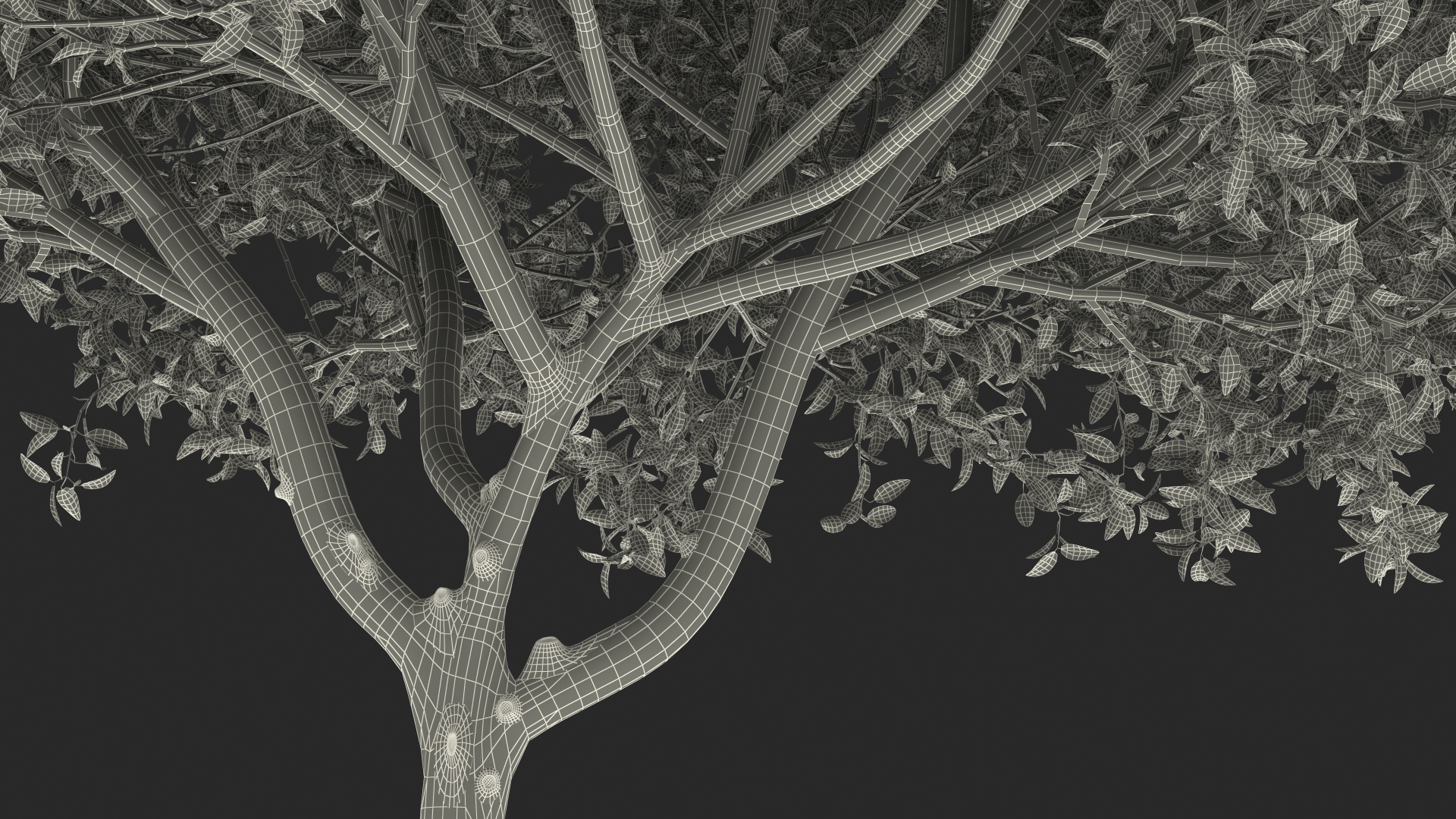 Orange Tree with Flowers 3D model