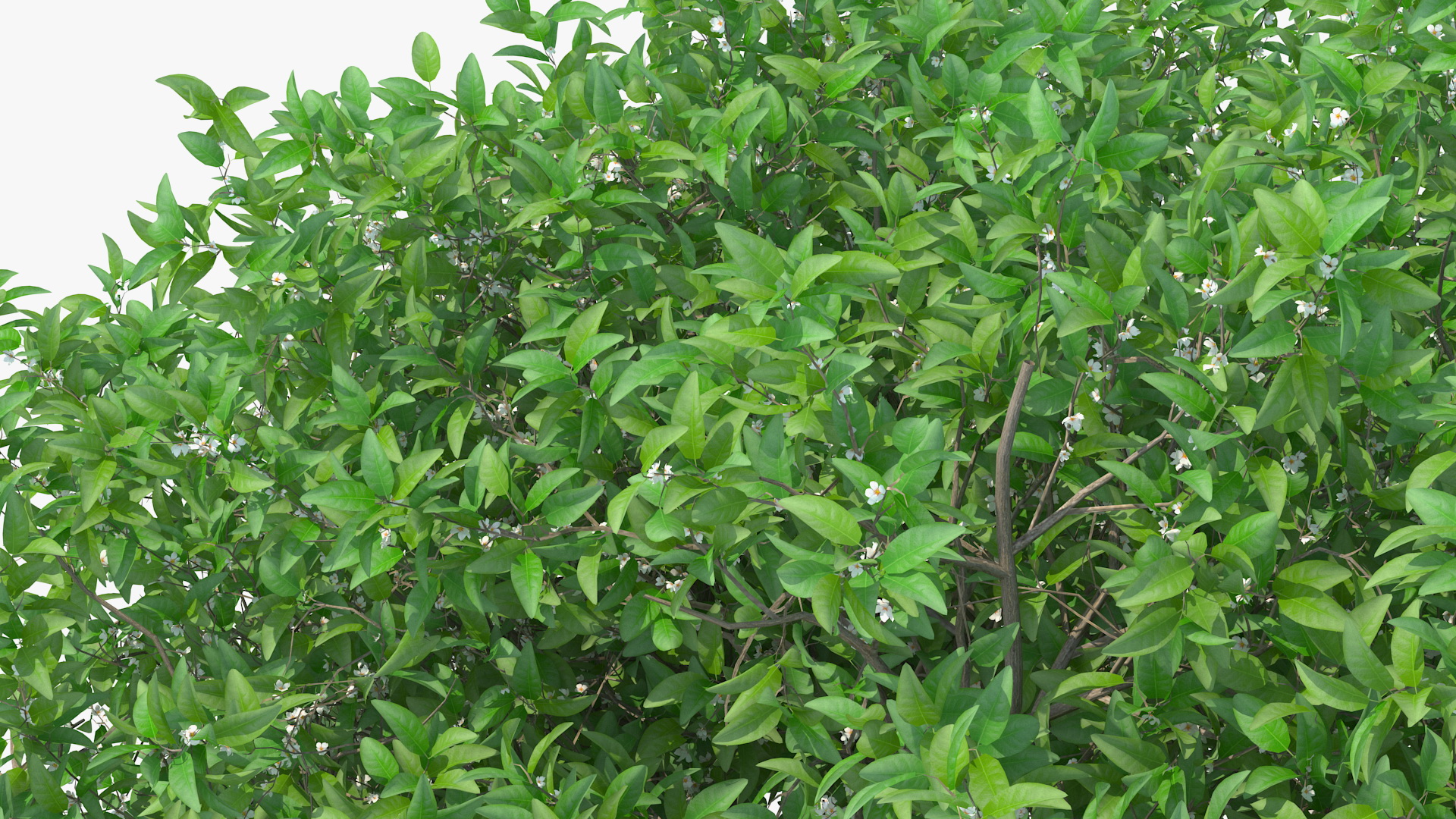 Orange Tree with Flowers 3D model