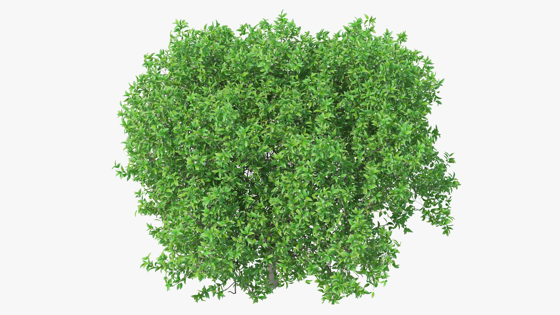 Orange Tree with Flowers 3D model