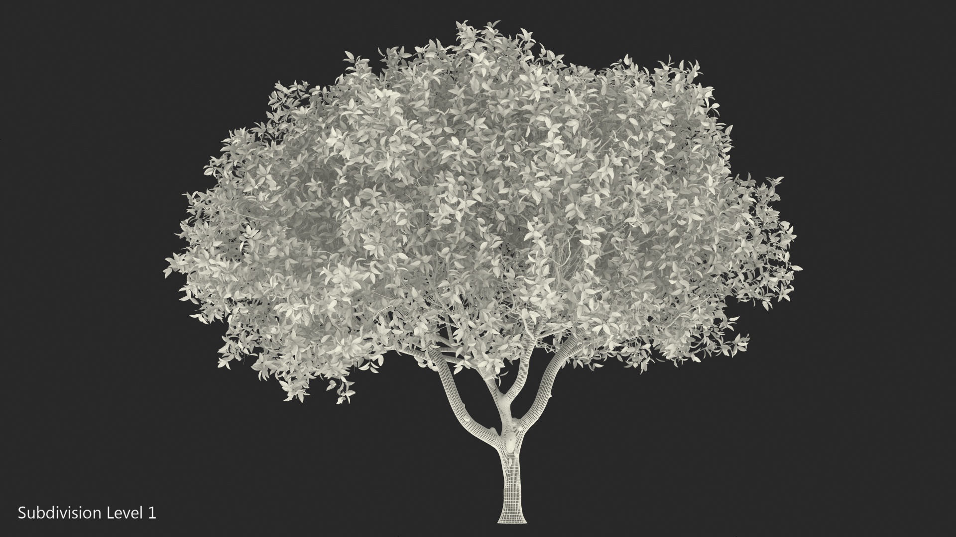 Orange Tree with Flowers 3D model