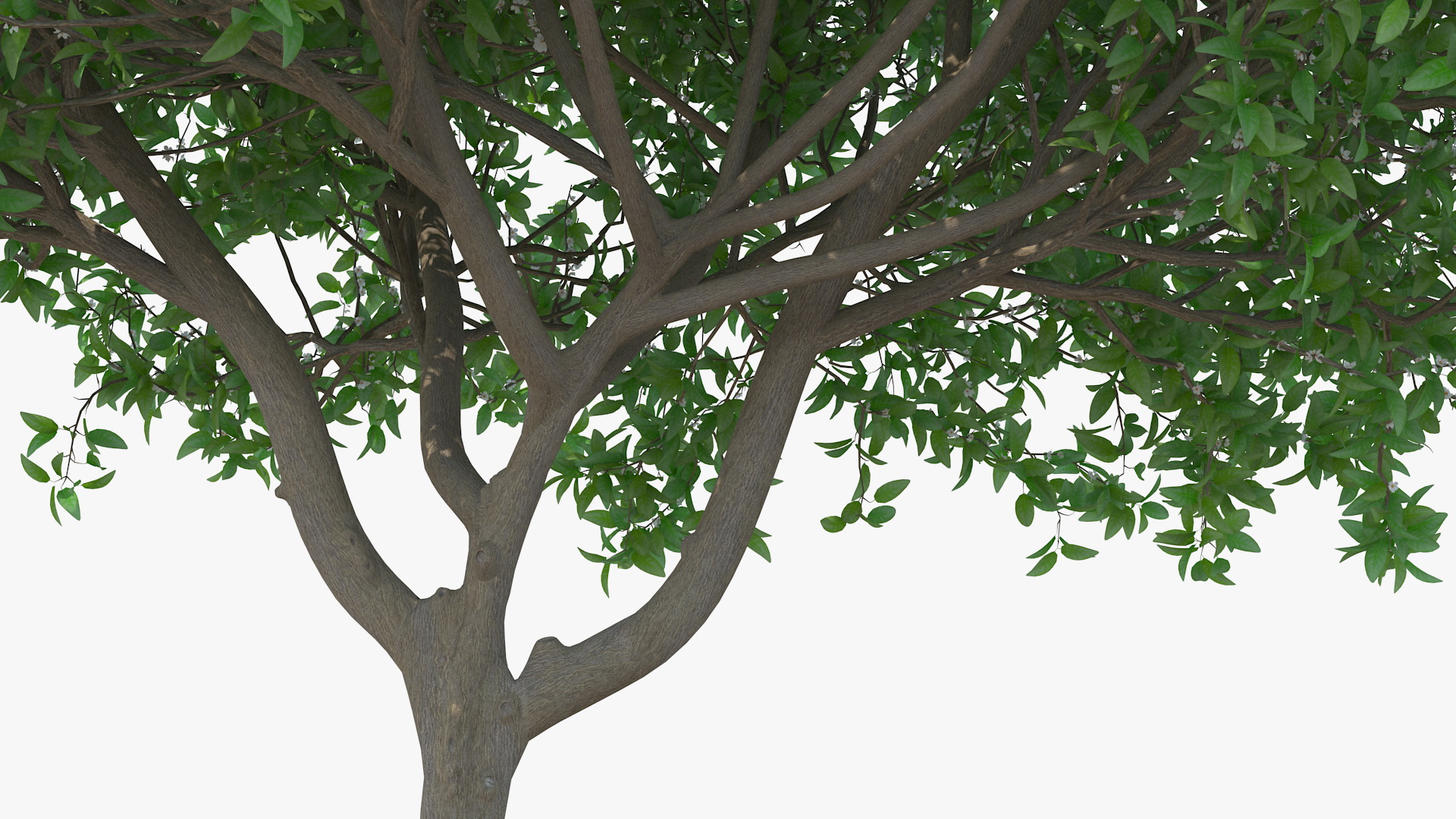 Orange Tree with Flowers 3D model