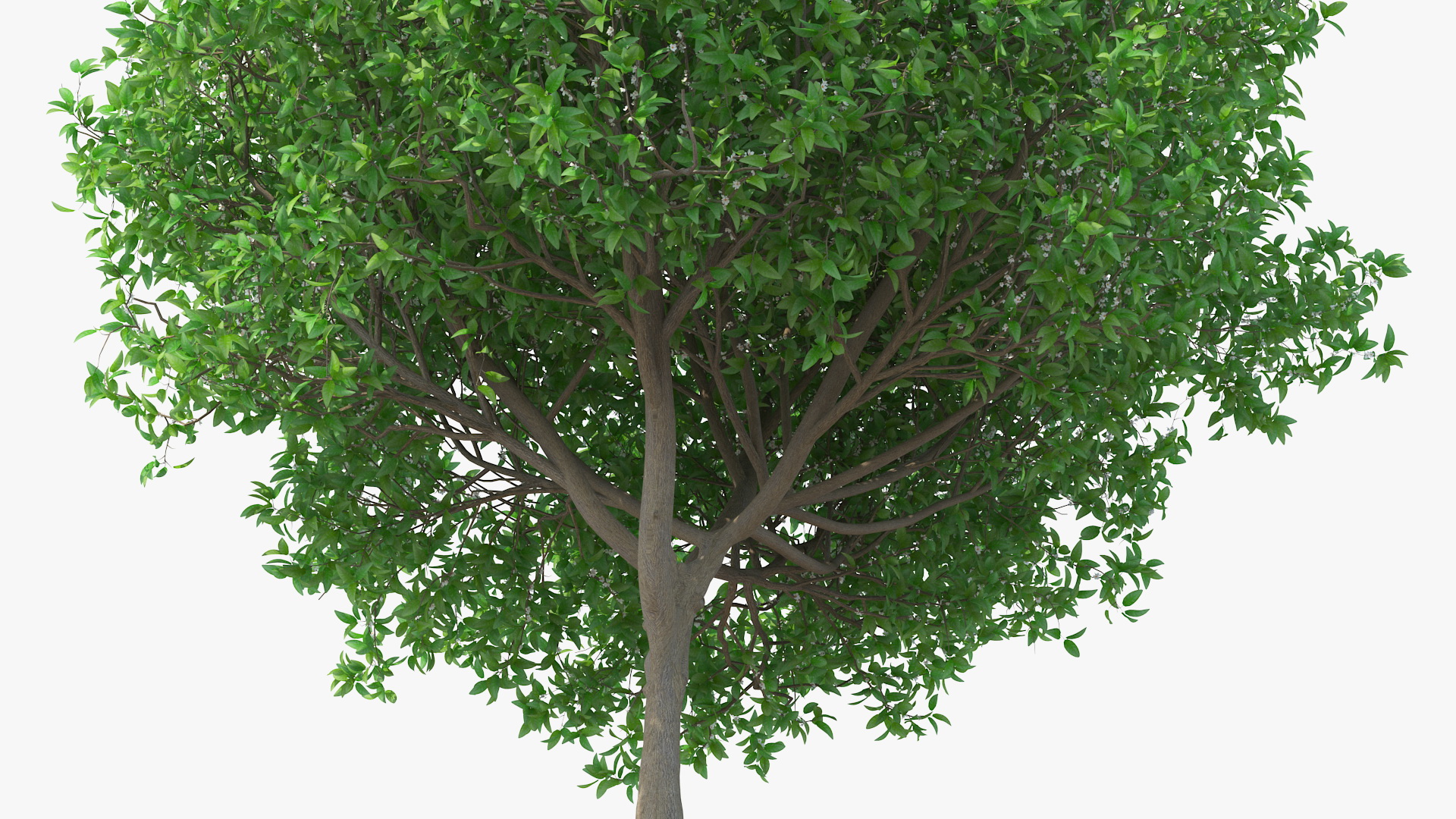 Orange Tree with Flowers 3D model