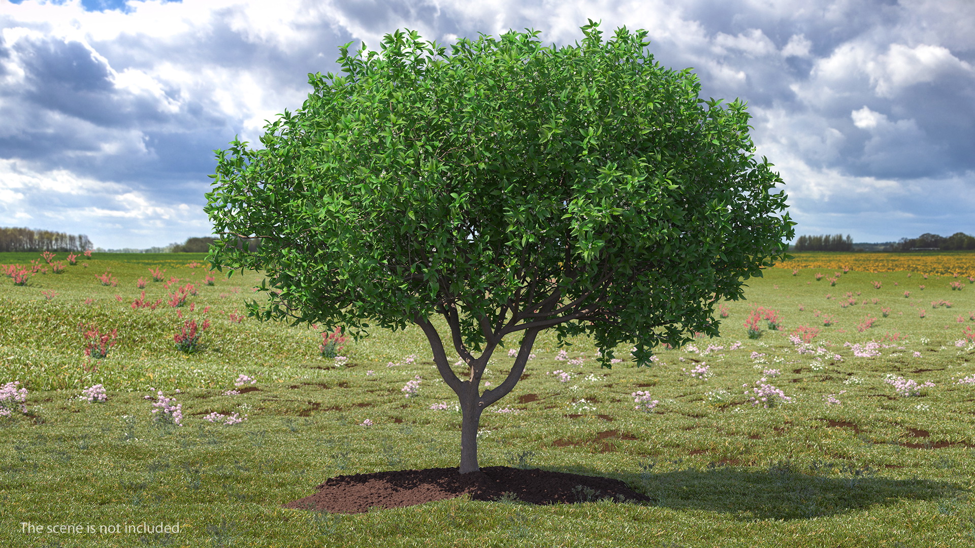 Orange Tree with Flowers 3D model
