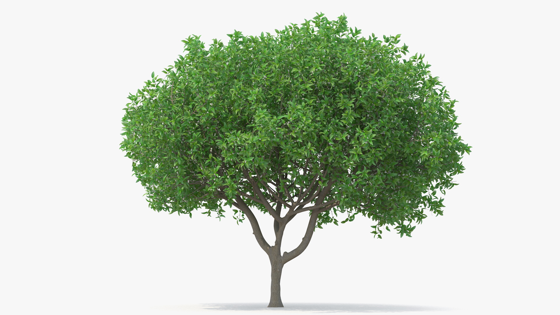 Orange Tree with Flowers 3D model