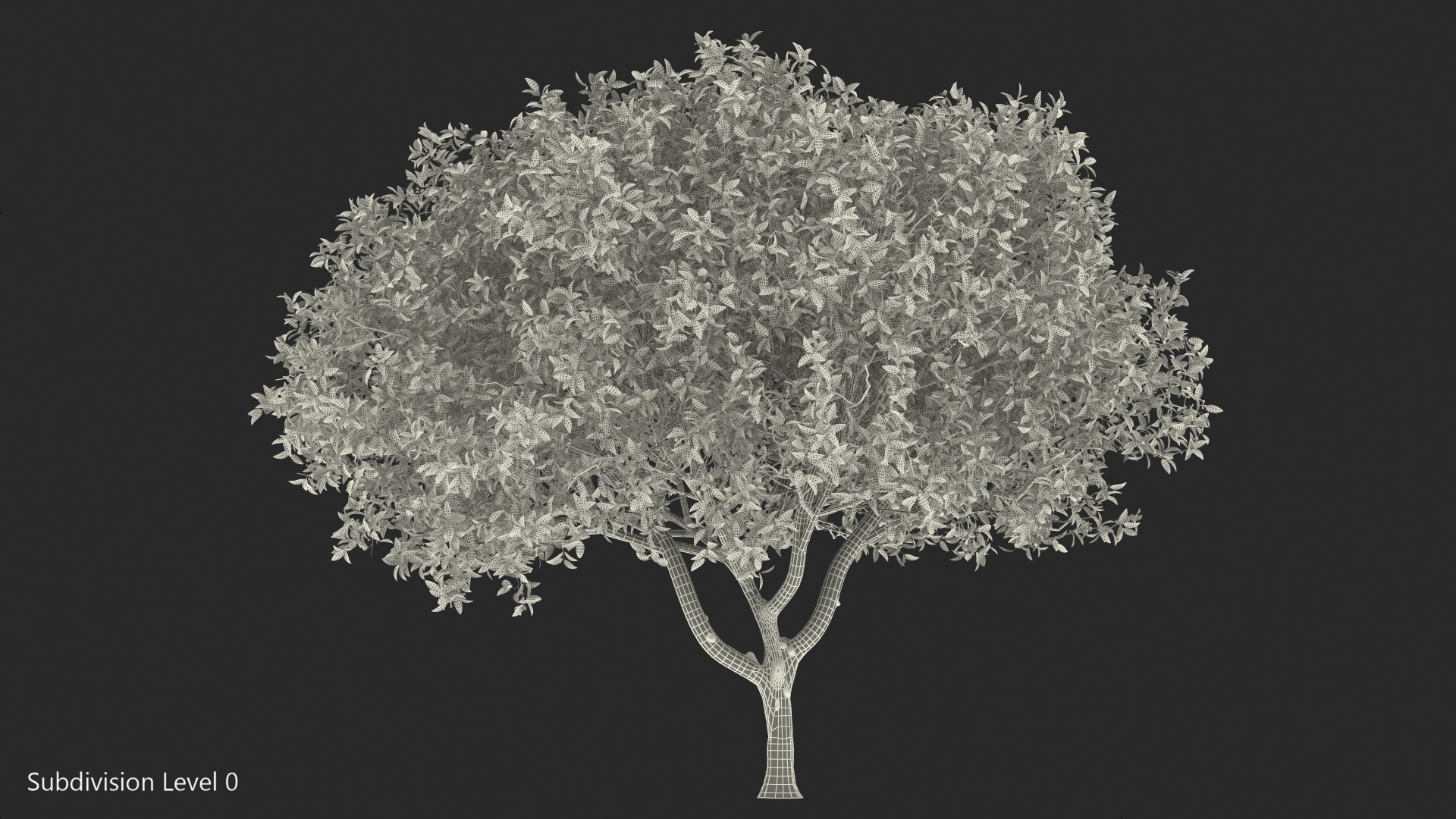 Orange Tree with Flowers 3D model