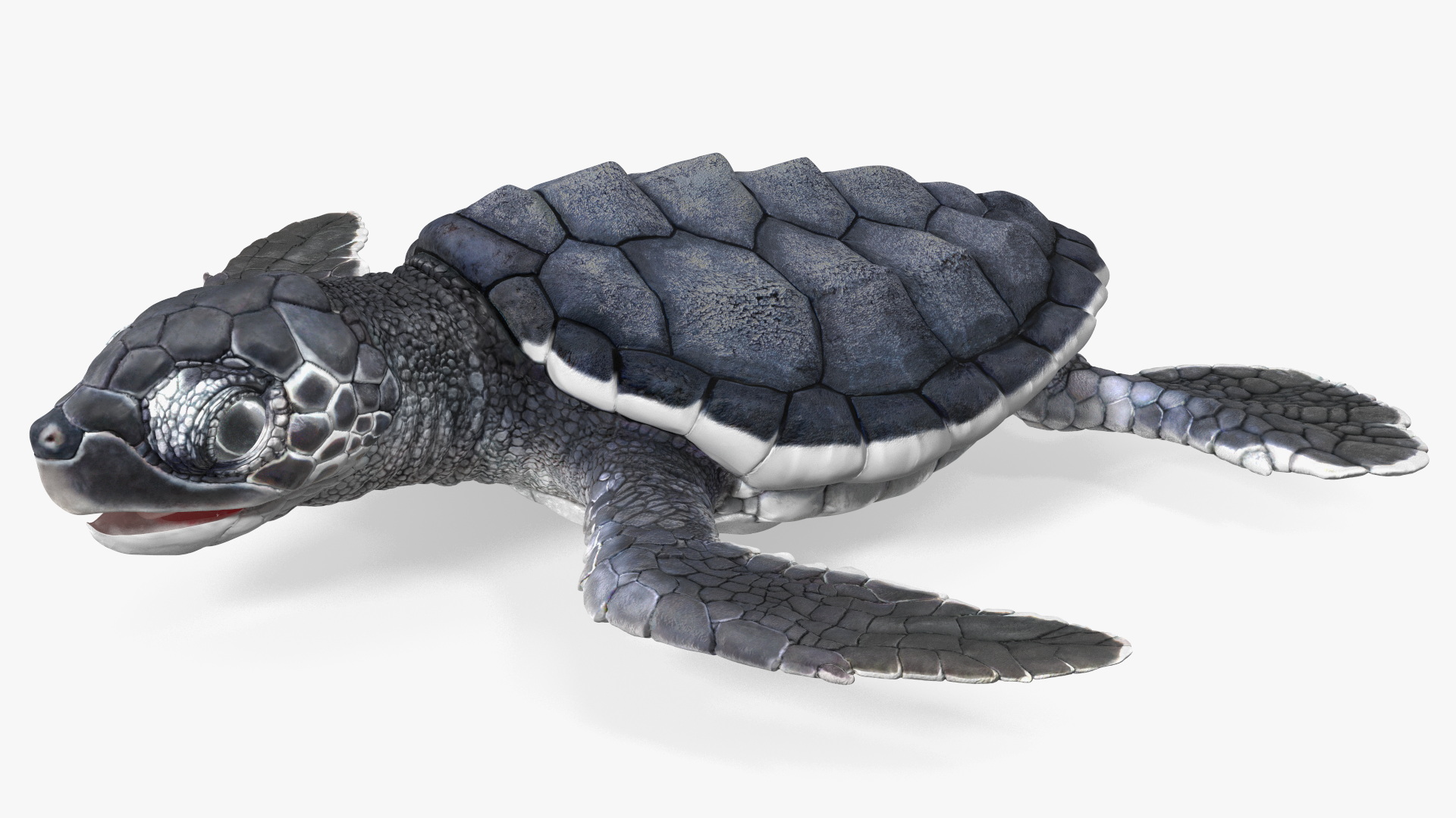 Baby Sea Turtle Black Rigged for Cinema 4D 3D