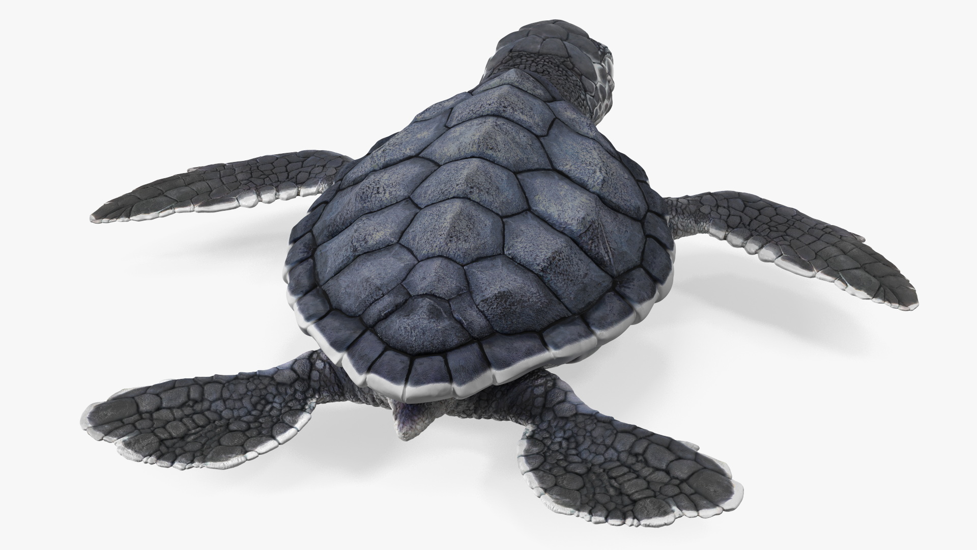 Baby Sea Turtle Black Rigged for Cinema 4D 3D