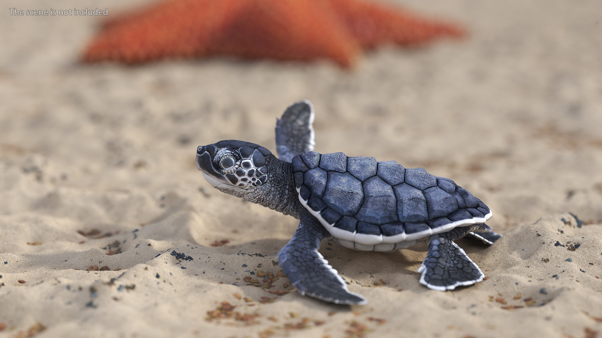 Baby Sea Turtle Black Rigged for Cinema 4D 3D