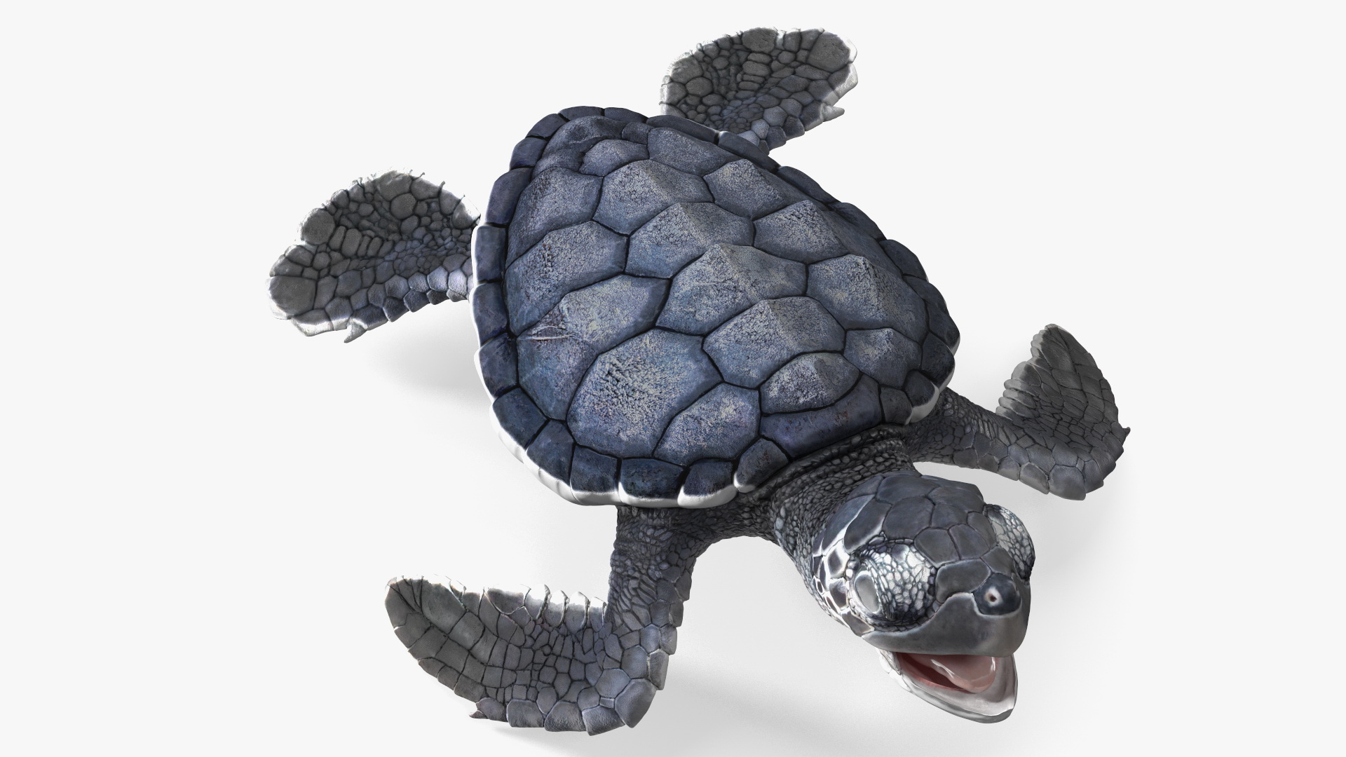 Baby Sea Turtle Black Rigged for Cinema 4D 3D