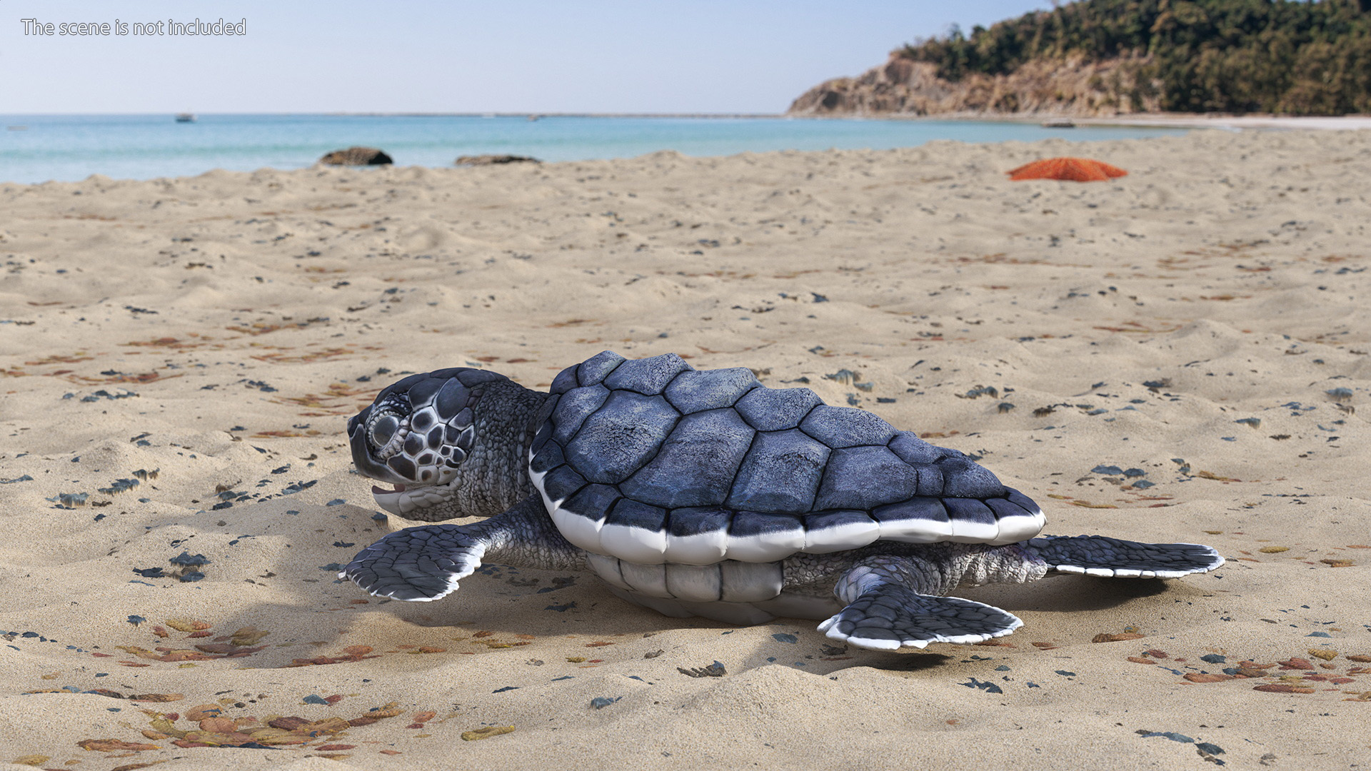 Baby Sea Turtle Black Rigged for Cinema 4D 3D