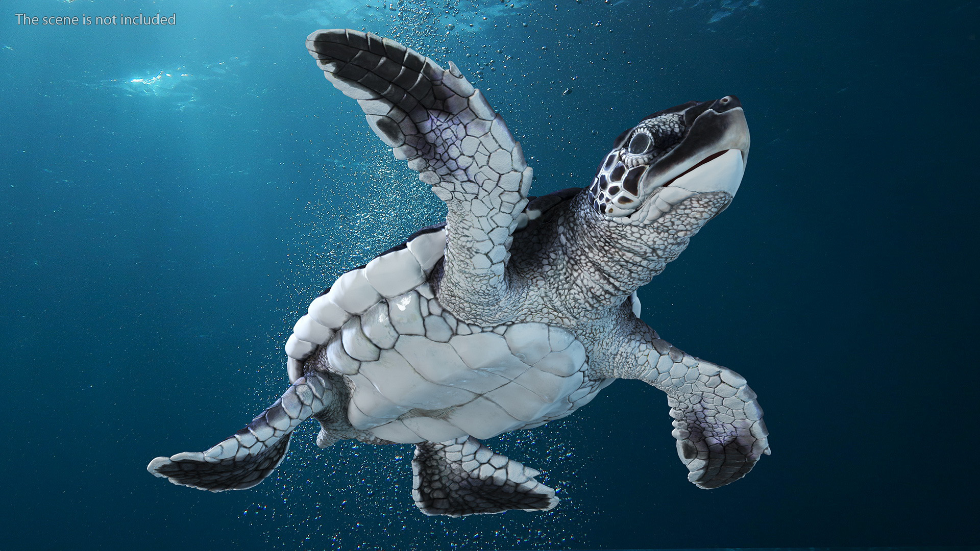Baby Sea Turtle Black Rigged for Cinema 4D 3D