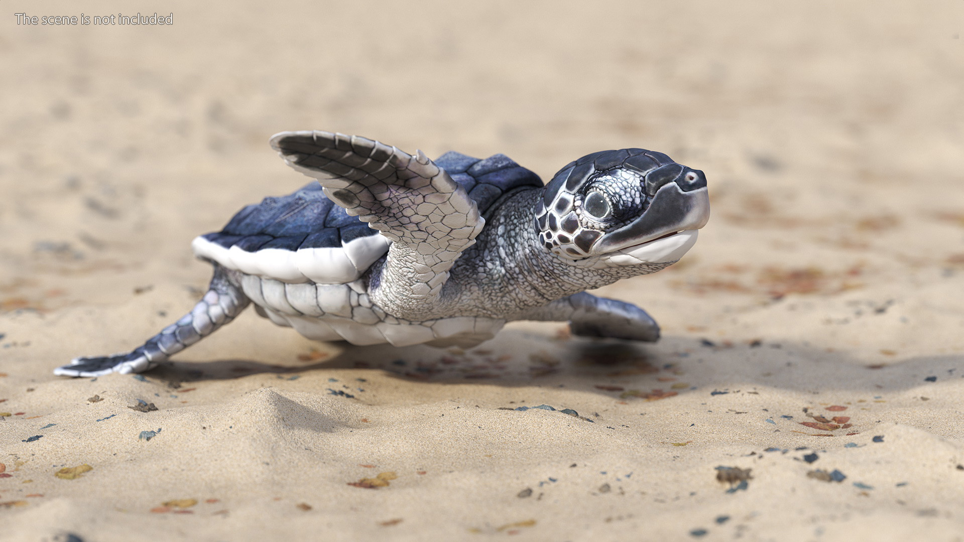 Baby Sea Turtle Black Rigged for Cinema 4D 3D