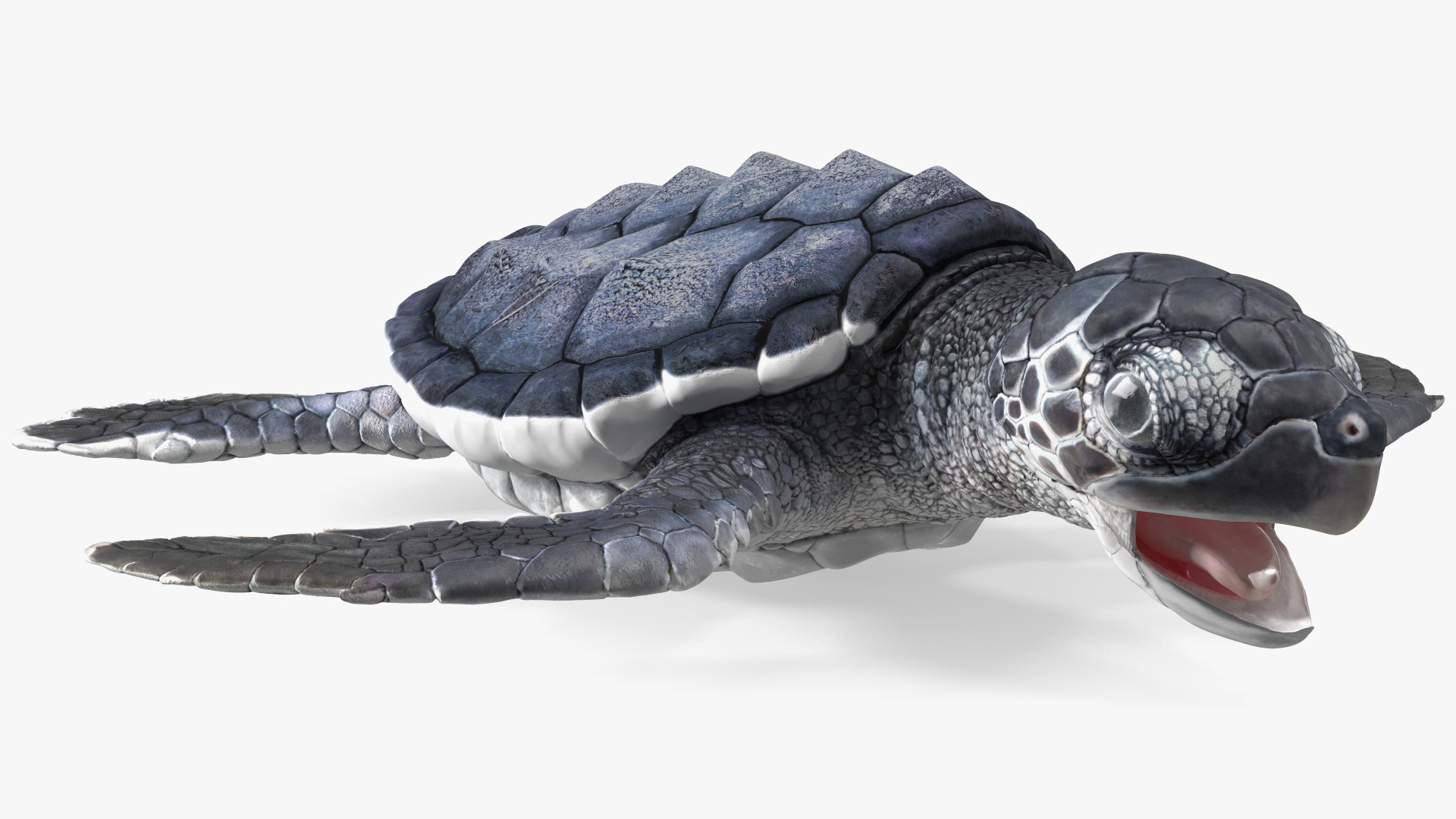 Baby Sea Turtle Black Rigged for Cinema 4D 3D