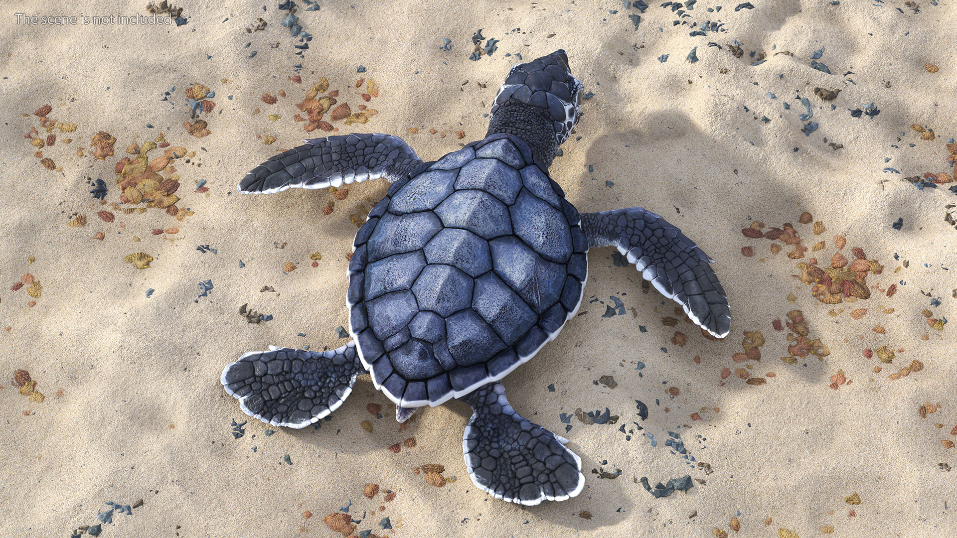 Baby Sea Turtle Black Rigged for Cinema 4D 3D