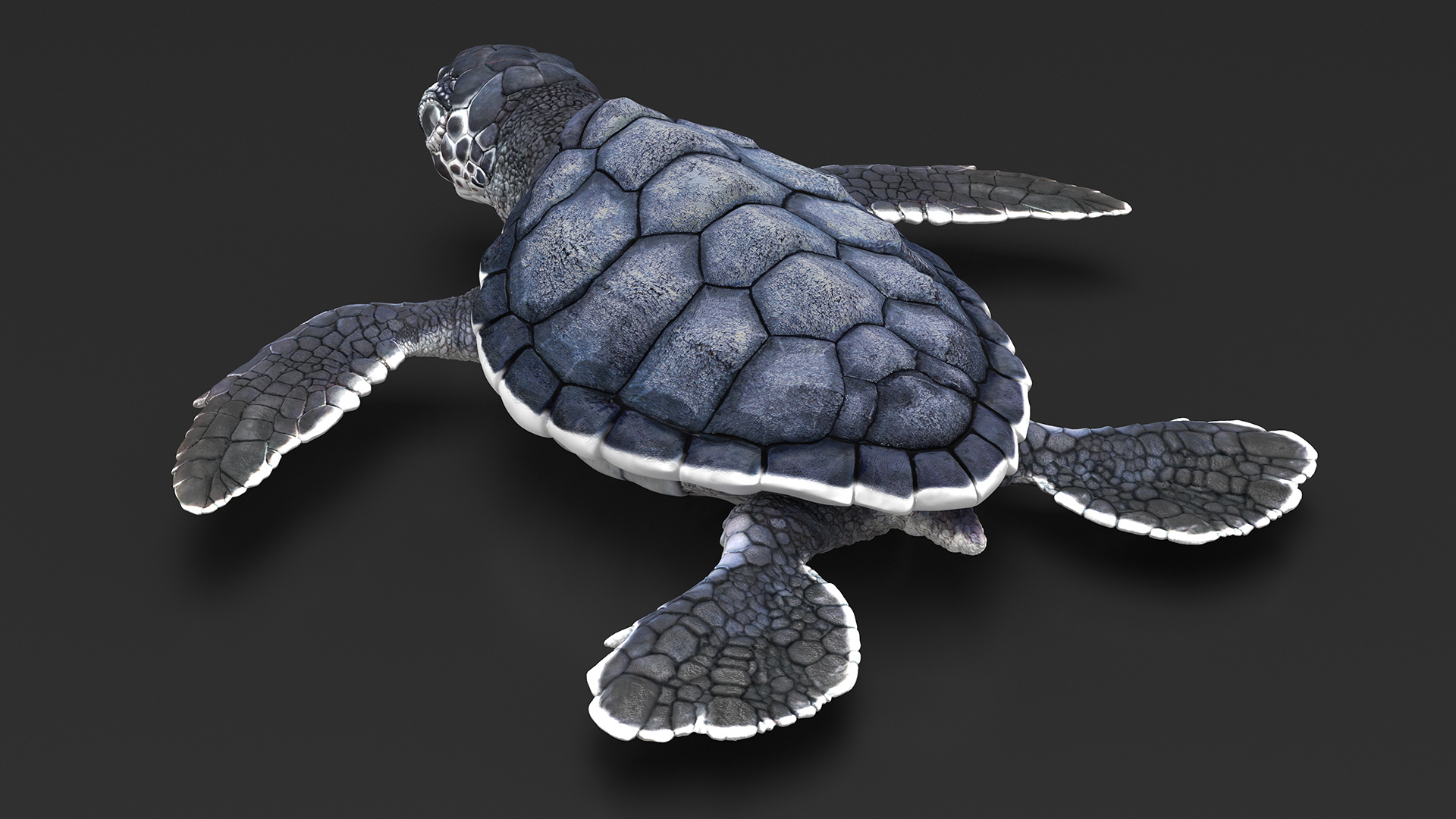 Baby Sea Turtle Black Rigged for Cinema 4D 3D