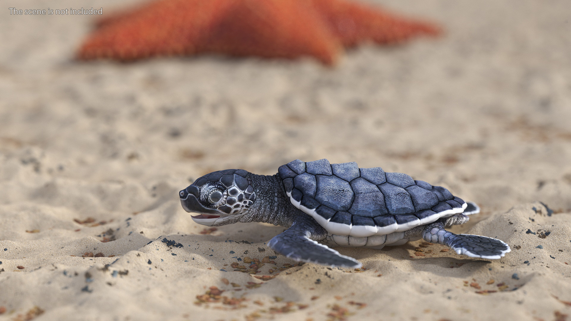 Baby Sea Turtle Black Rigged for Cinema 4D 3D