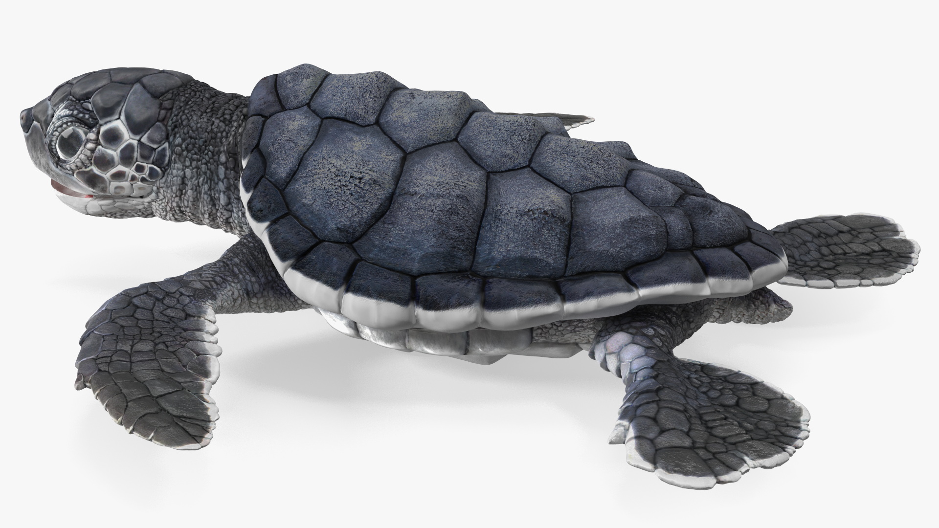 Baby Sea Turtle Black Rigged for Cinema 4D 3D