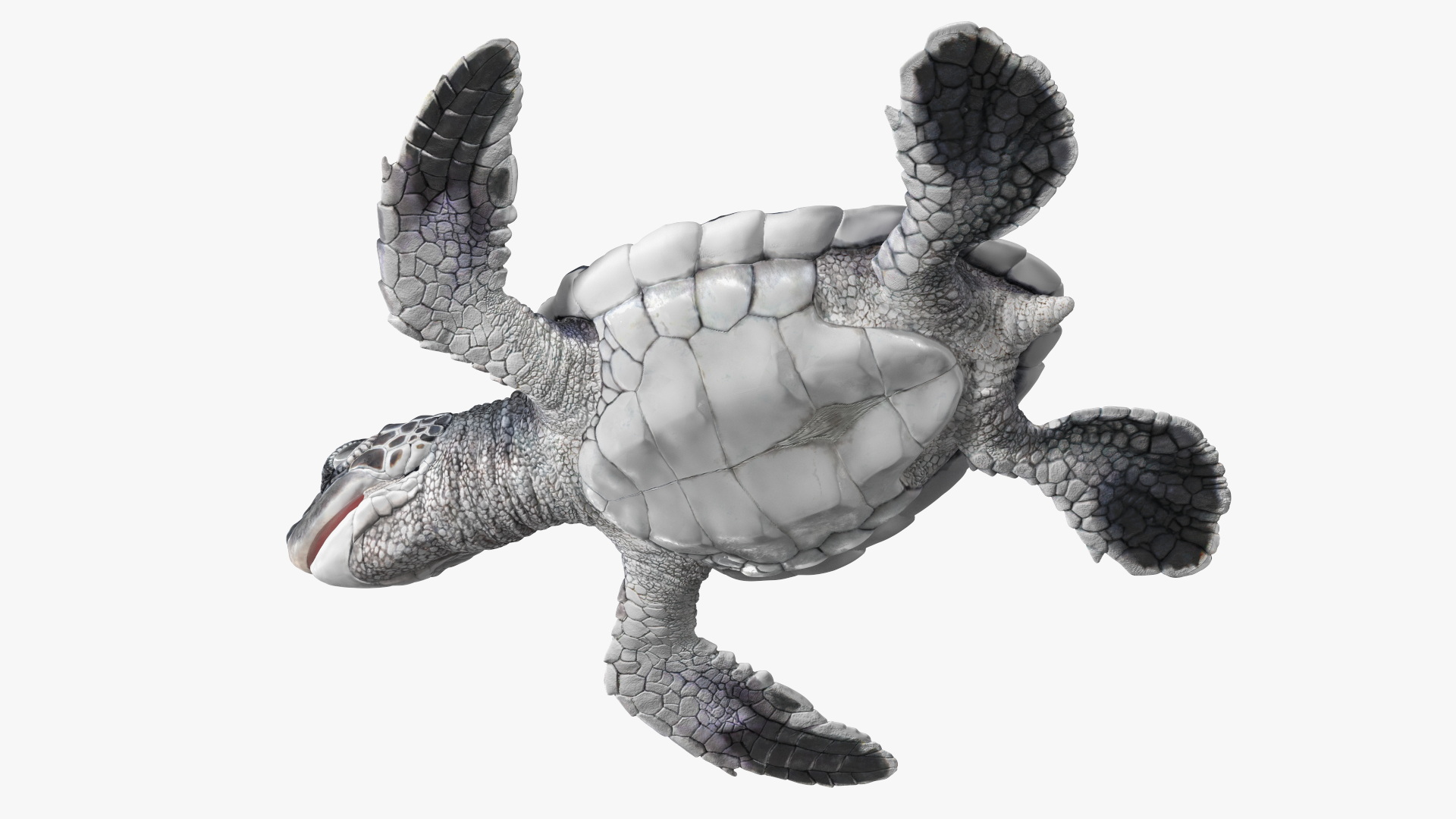 Baby Sea Turtle Black Rigged for Cinema 4D 3D
