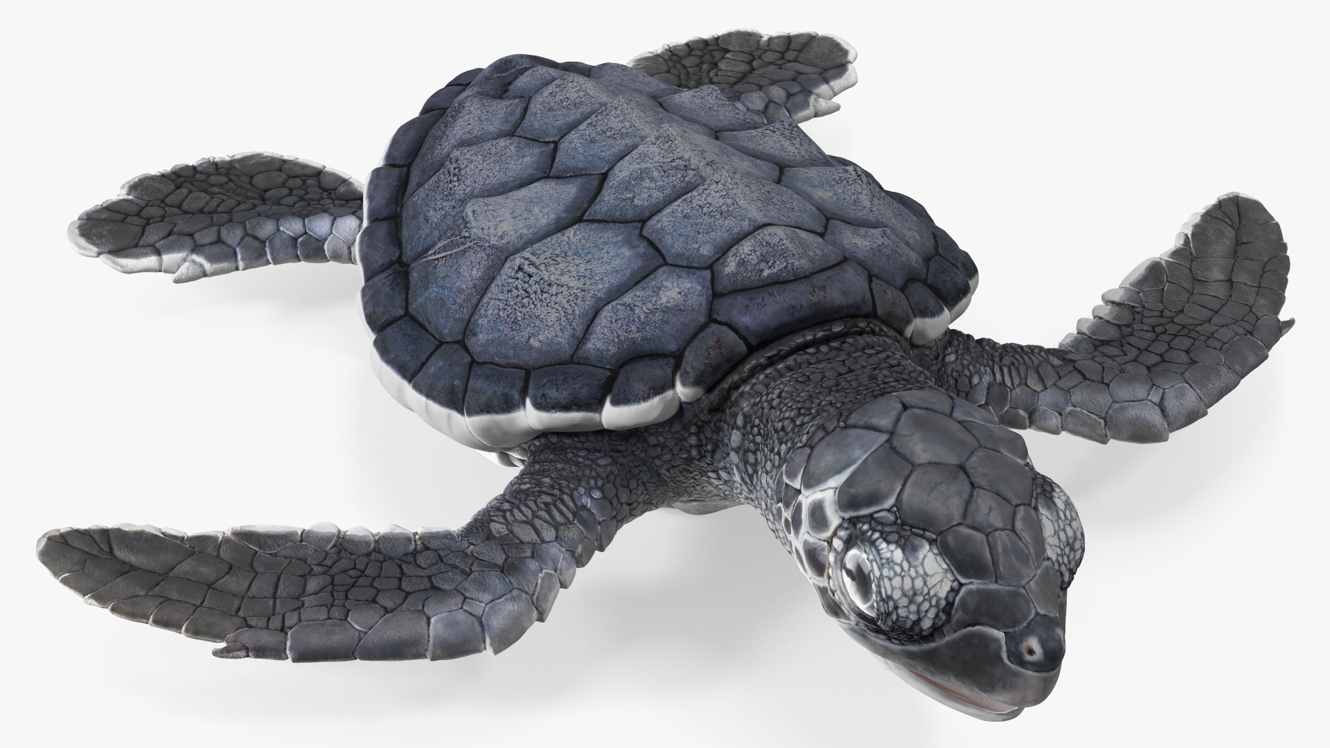 Baby Sea Turtle Black Rigged for Cinema 4D 3D