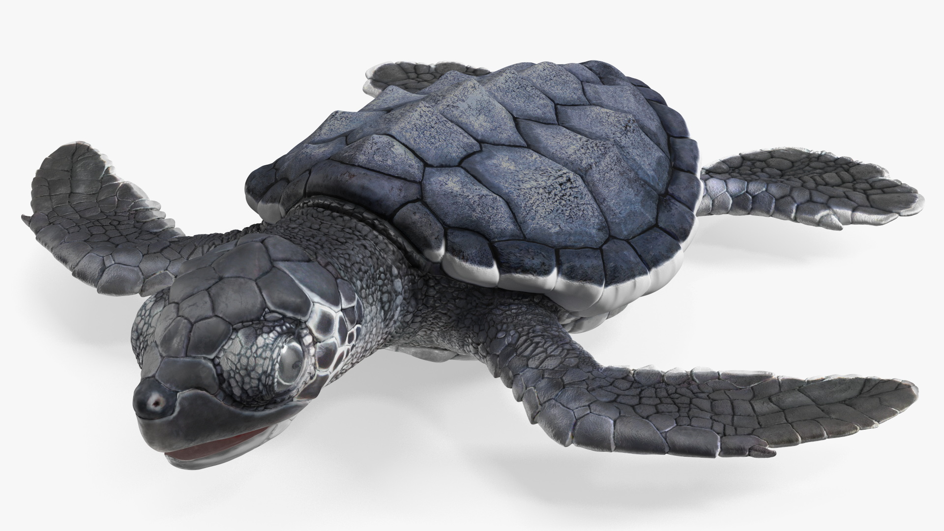 Baby Sea Turtle Black Rigged for Cinema 4D 3D