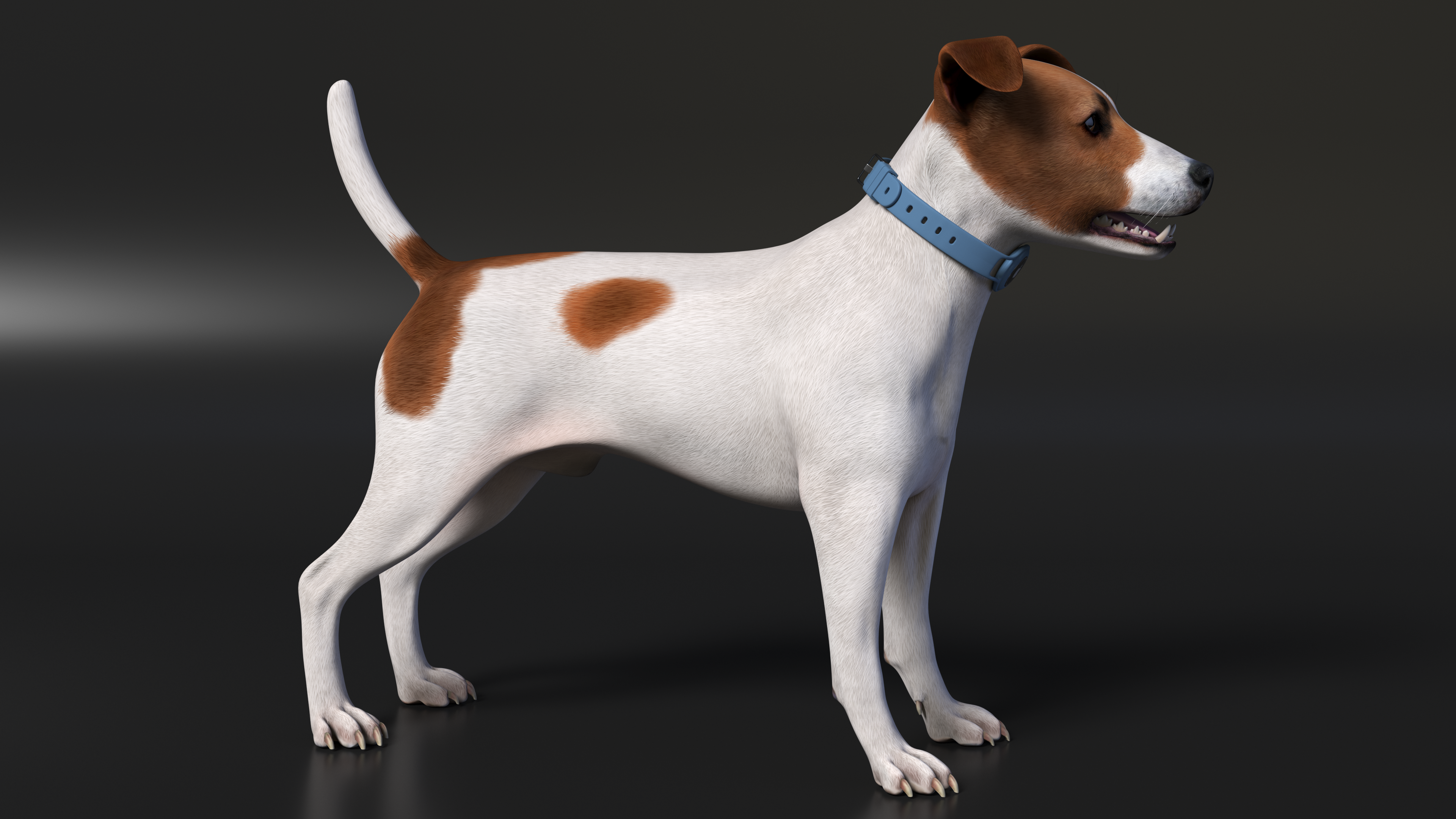 Jack Russell Terrier with Apple Dog Tracker