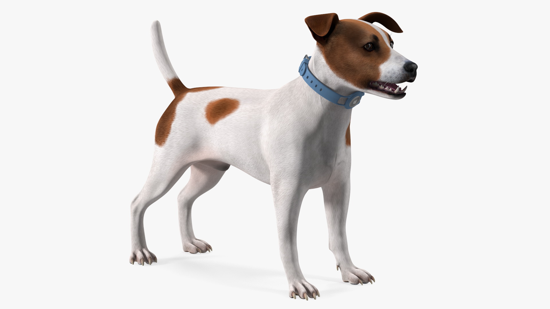 3D Jack Russell Terrier with Apple Dog Tracker model