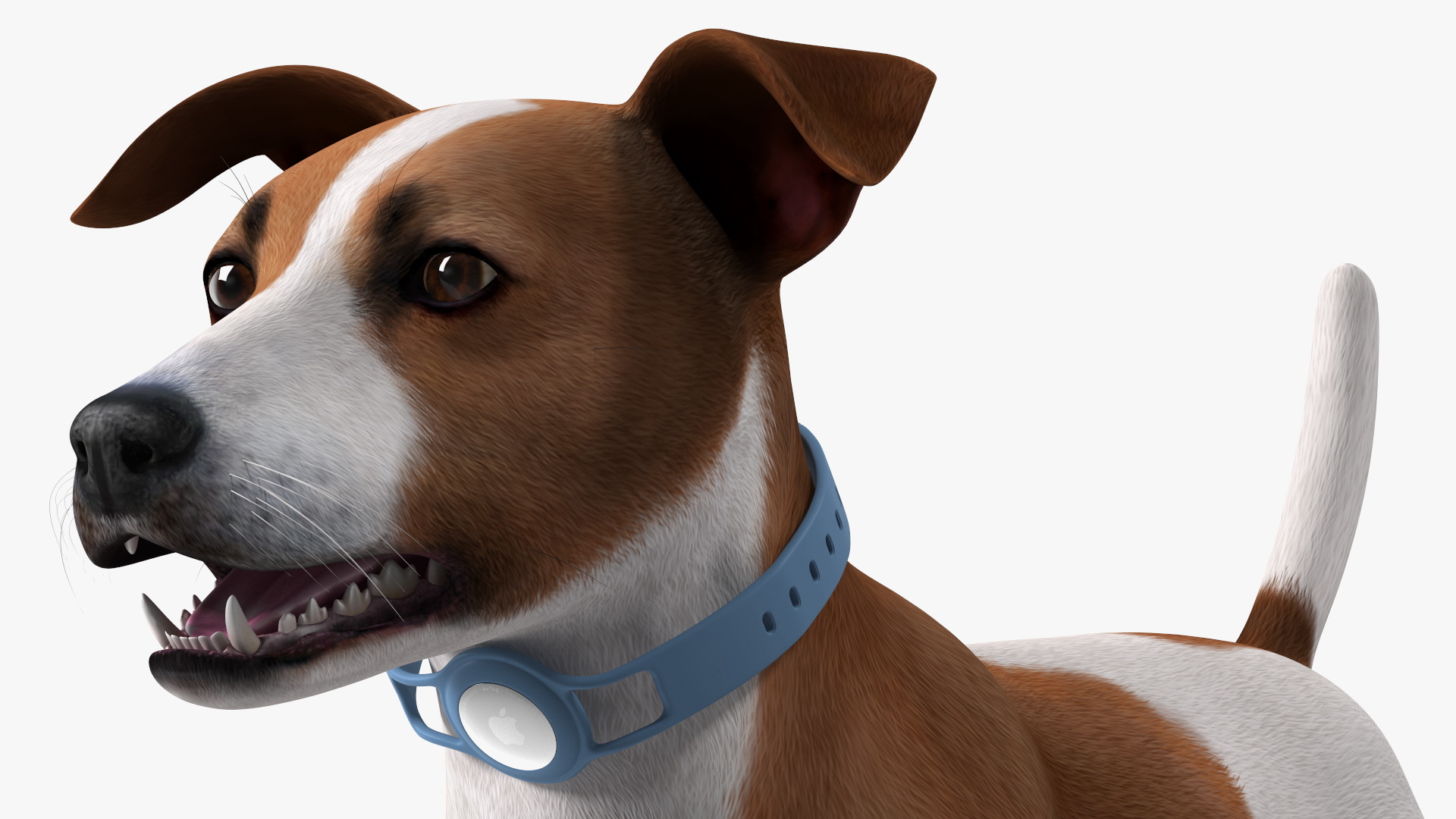 3D Jack Russell Terrier with Apple Dog Tracker model