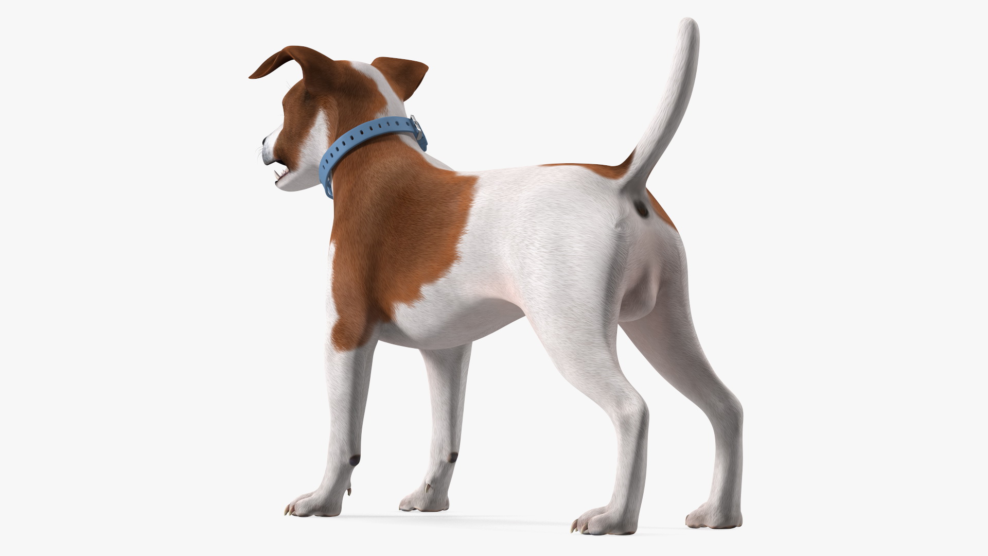 3D Jack Russell Terrier with Apple Dog Tracker model