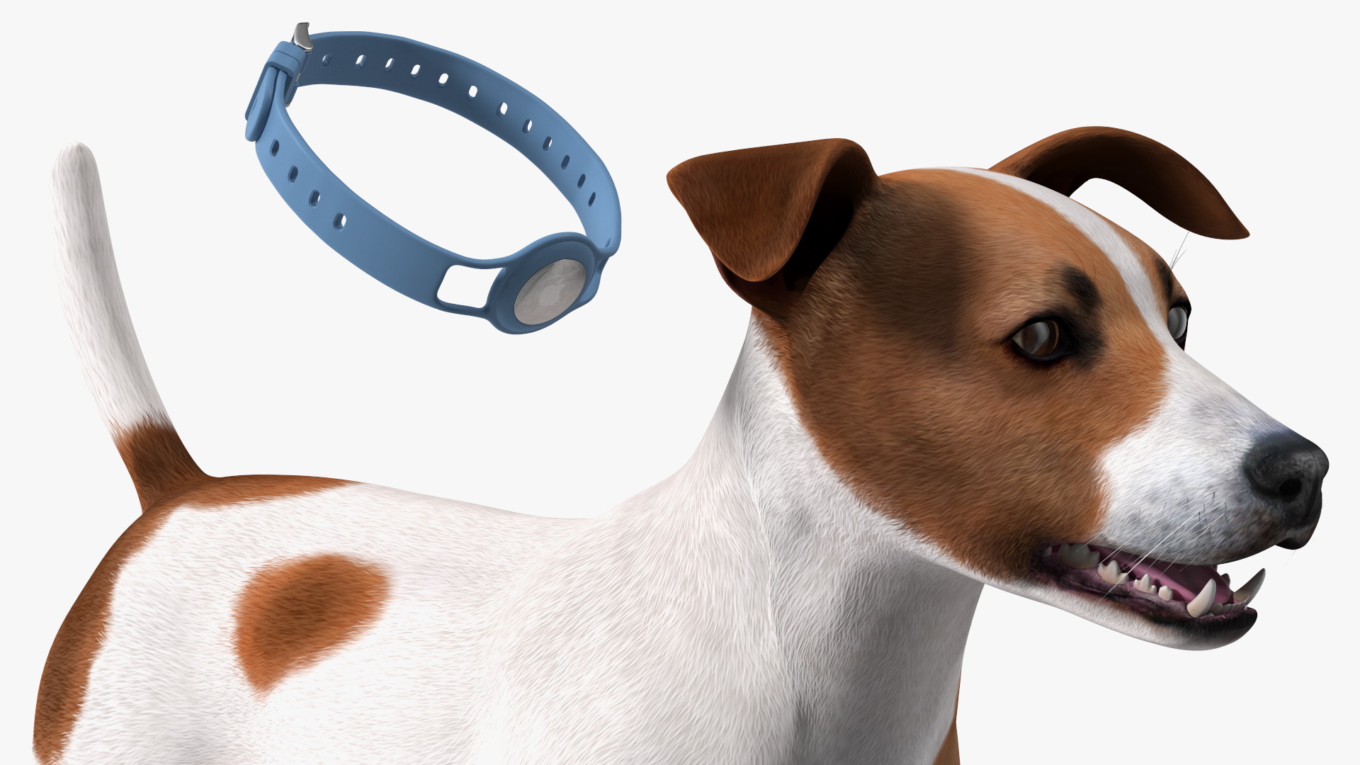 3D Jack Russell Terrier with Apple Dog Tracker model