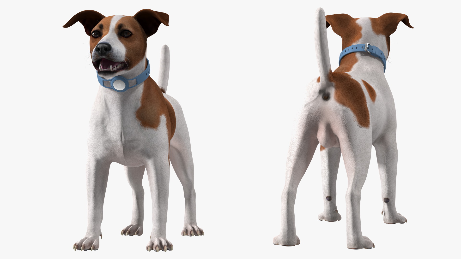 3D Jack Russell Terrier with Apple Dog Tracker model
