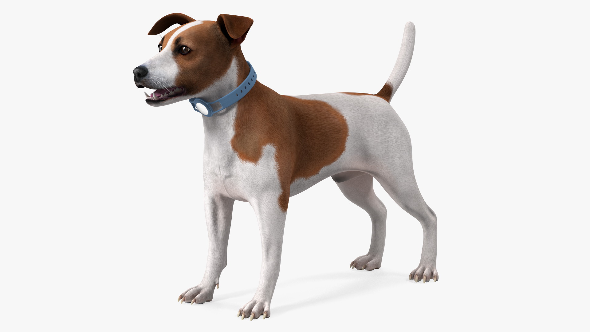3D Jack Russell Terrier with Apple Dog Tracker model