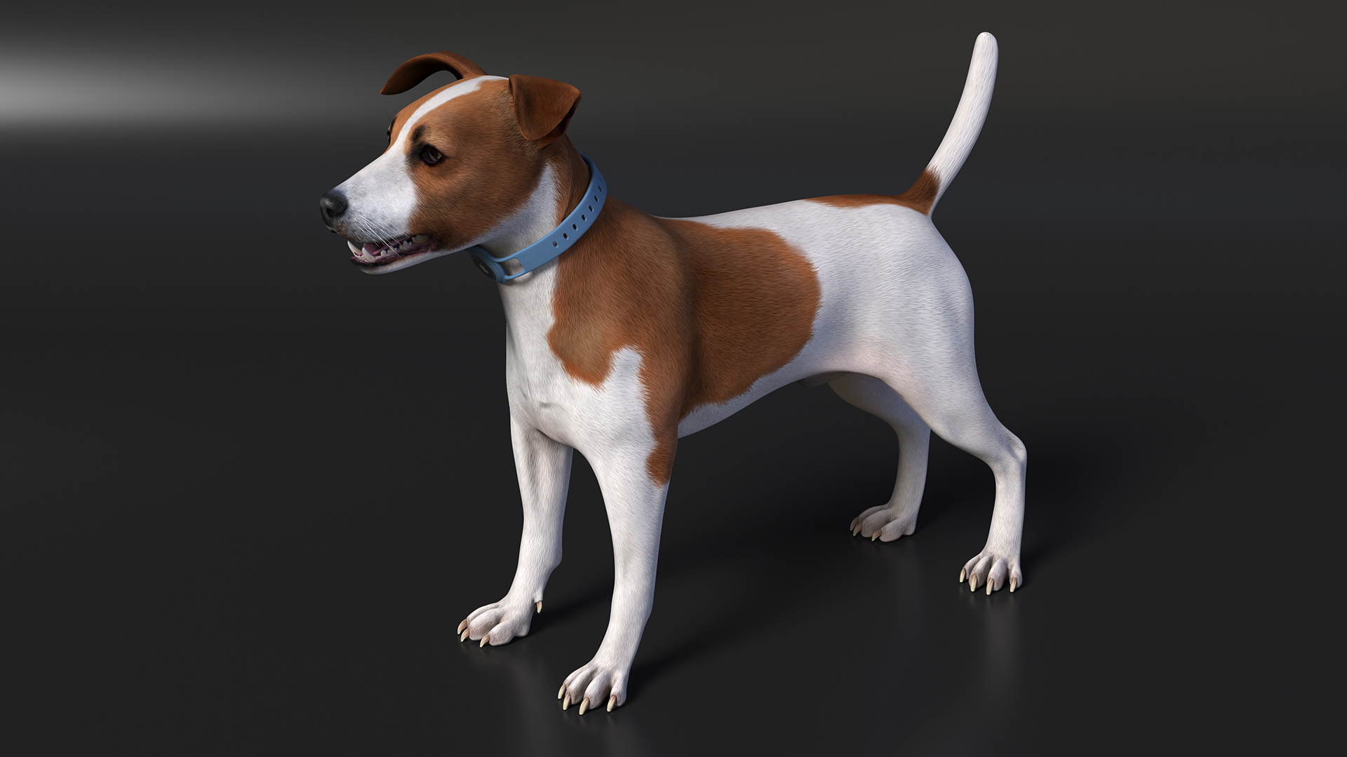 3D Jack Russell Terrier with Apple Dog Tracker model