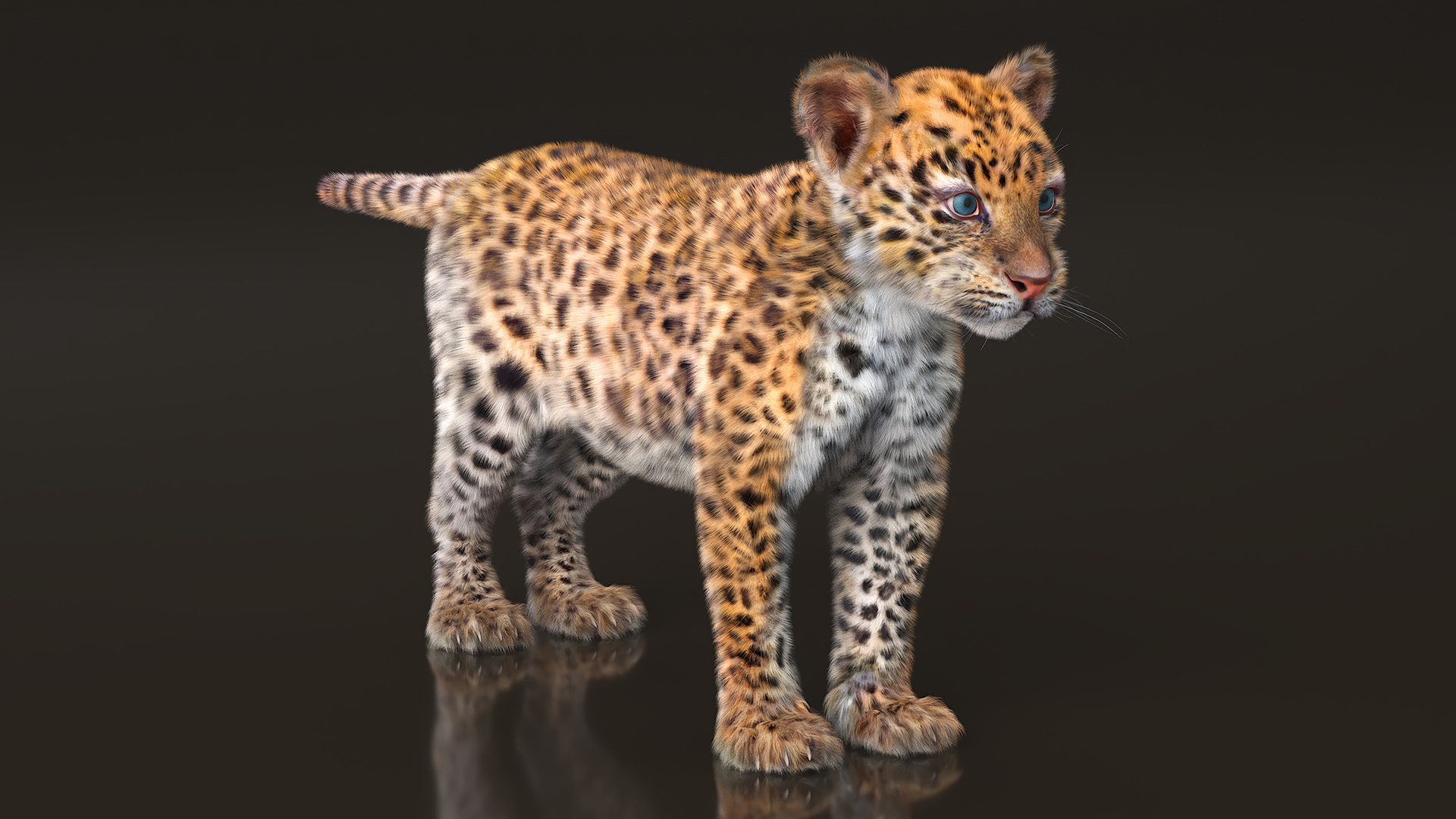 Leopard Cub Standing Pose with Fur 3D model