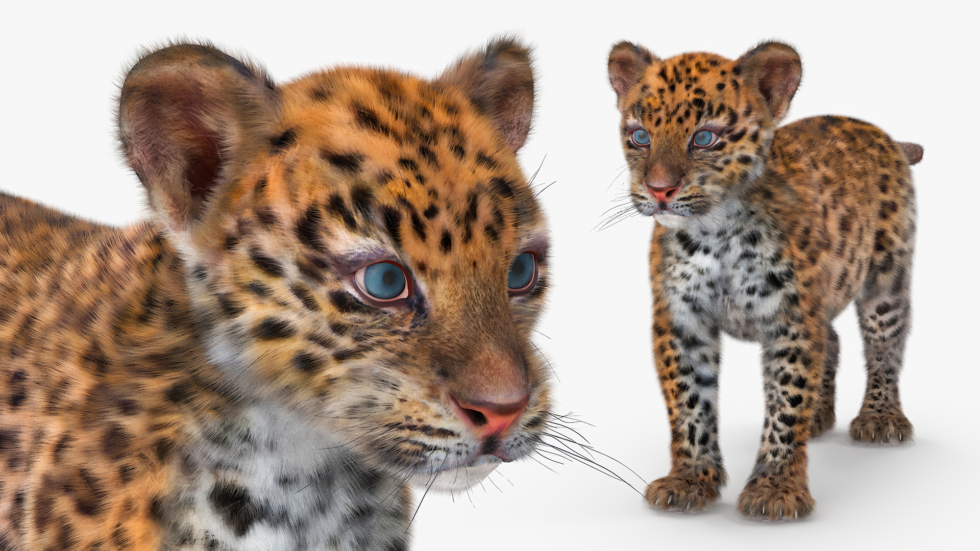 Leopard Cub Standing Pose with Fur 3D model