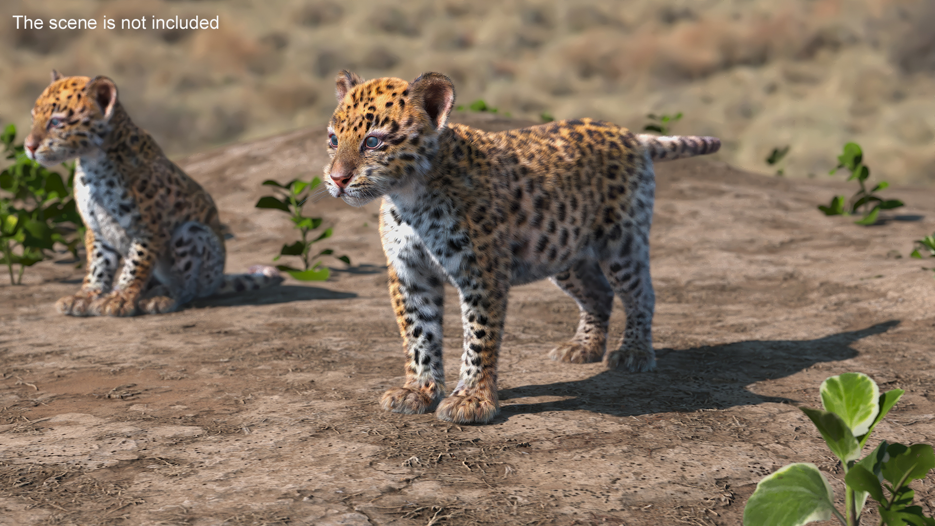 Leopard Cub Standing Pose with Fur 3D model