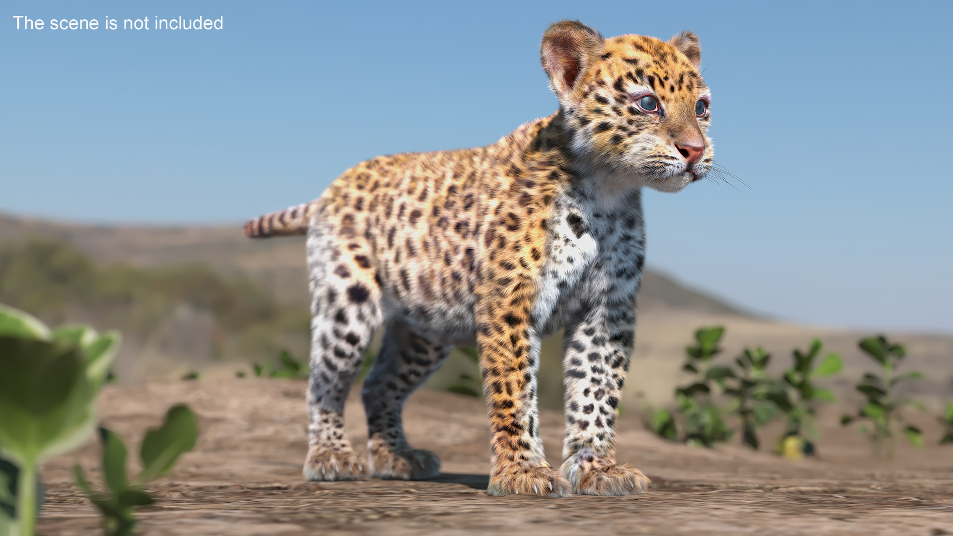Leopard Cub Standing Pose with Fur 3D model